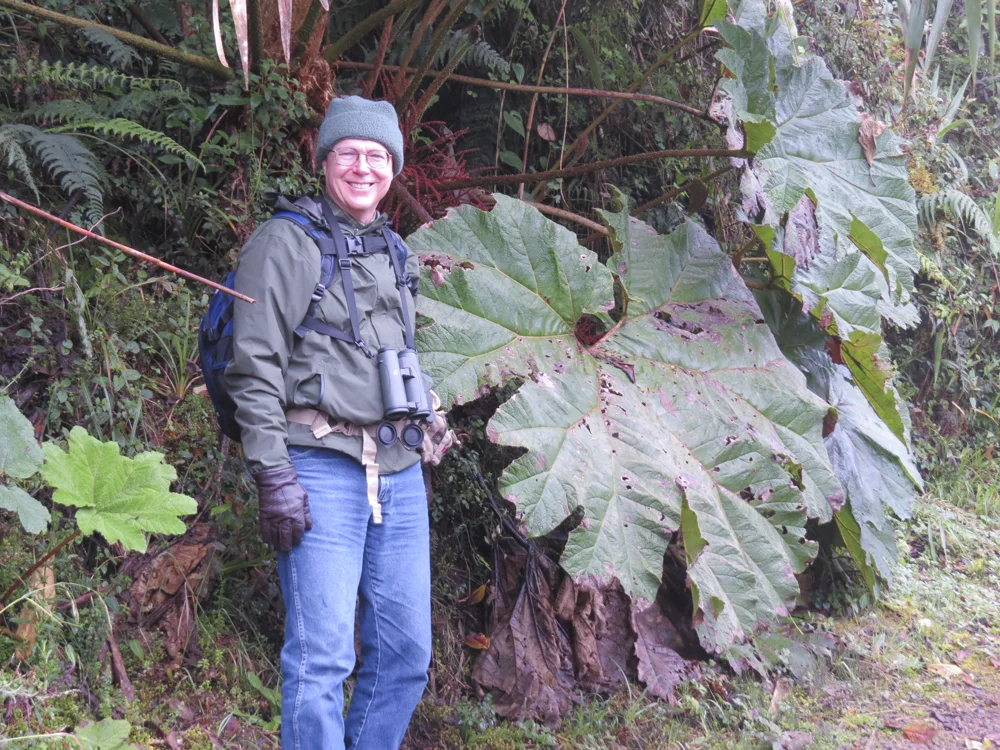There is twelve hours of sunshine every day on the Equator which produces huge vegetation - Ecuador - Papallacta Pass, at nearly 15,000 feet elevation