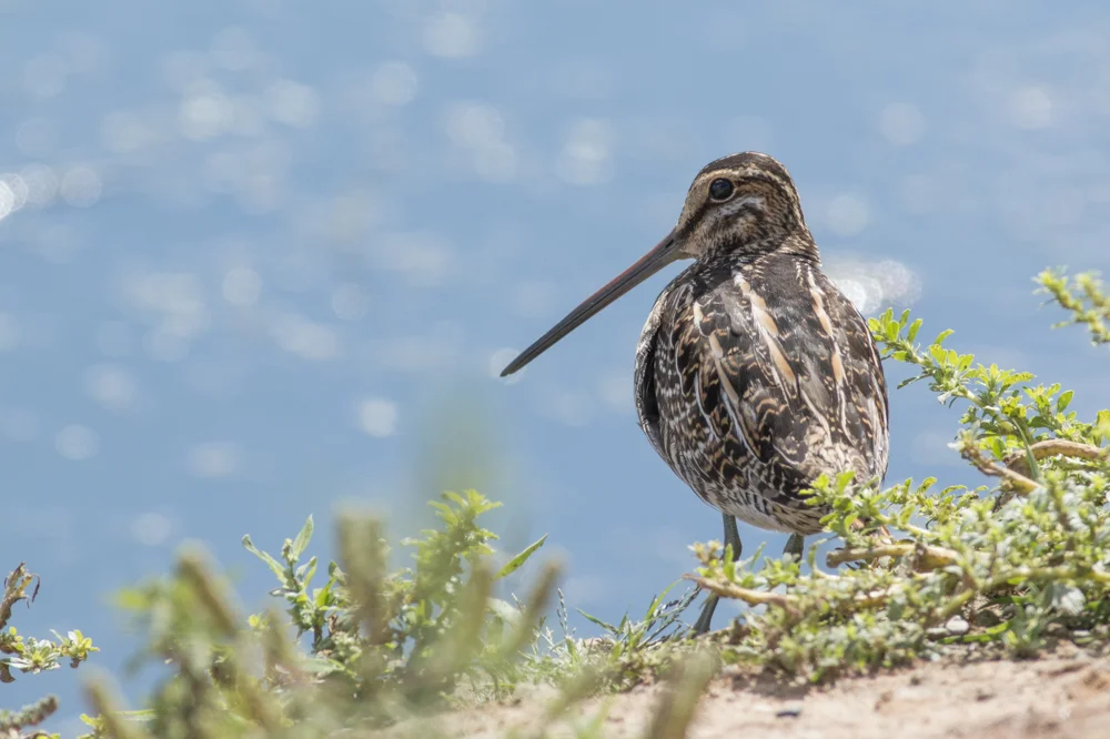 Wilson’s Snipe