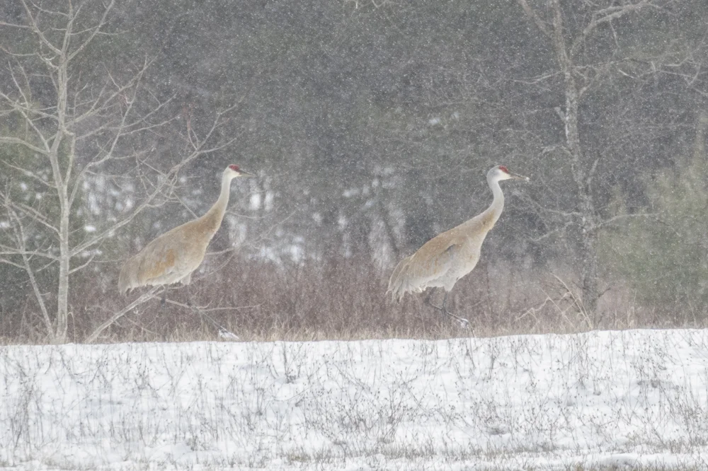 Sandhill Cranes caught in an early May snowstorm.