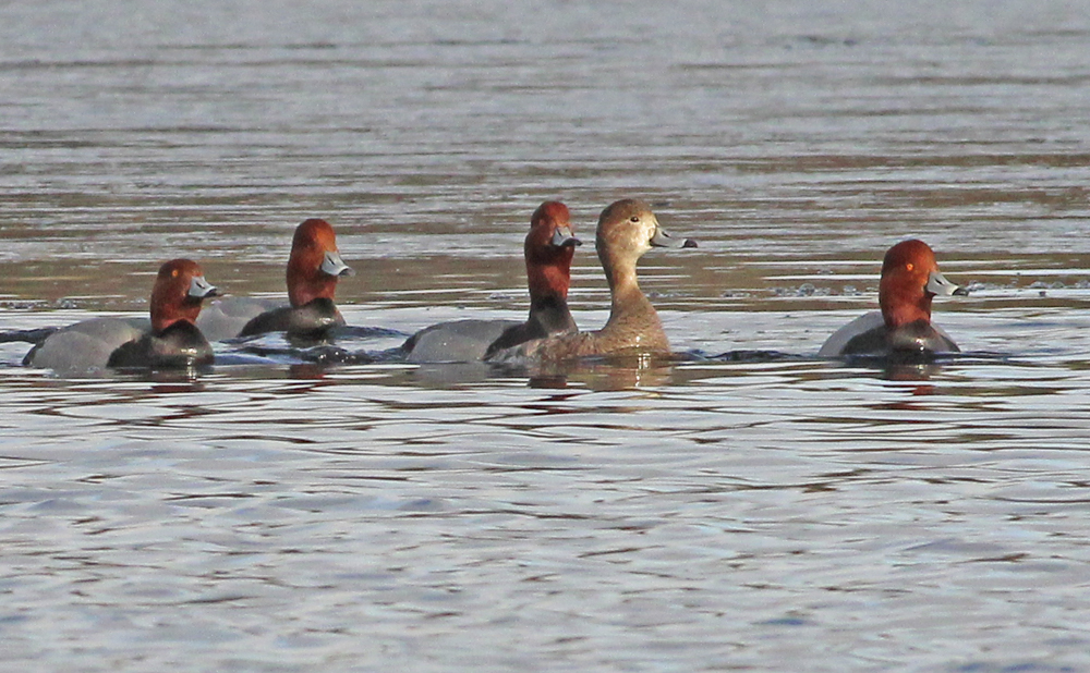 Redhead Ducks. Four Males vie for the attention of a female.