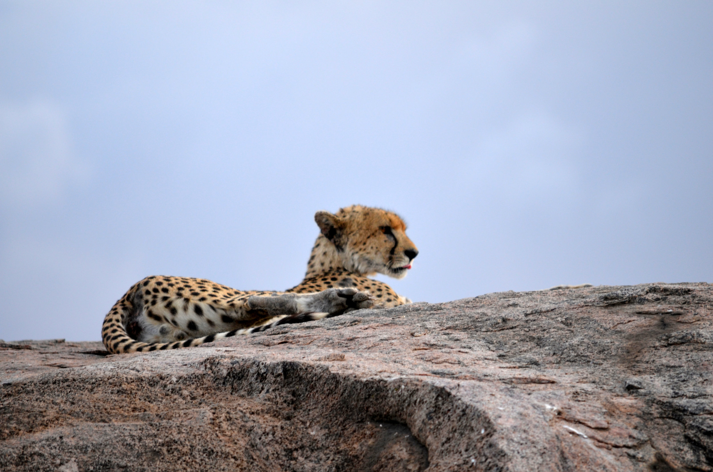 Cheeta on Serengeti.JPG