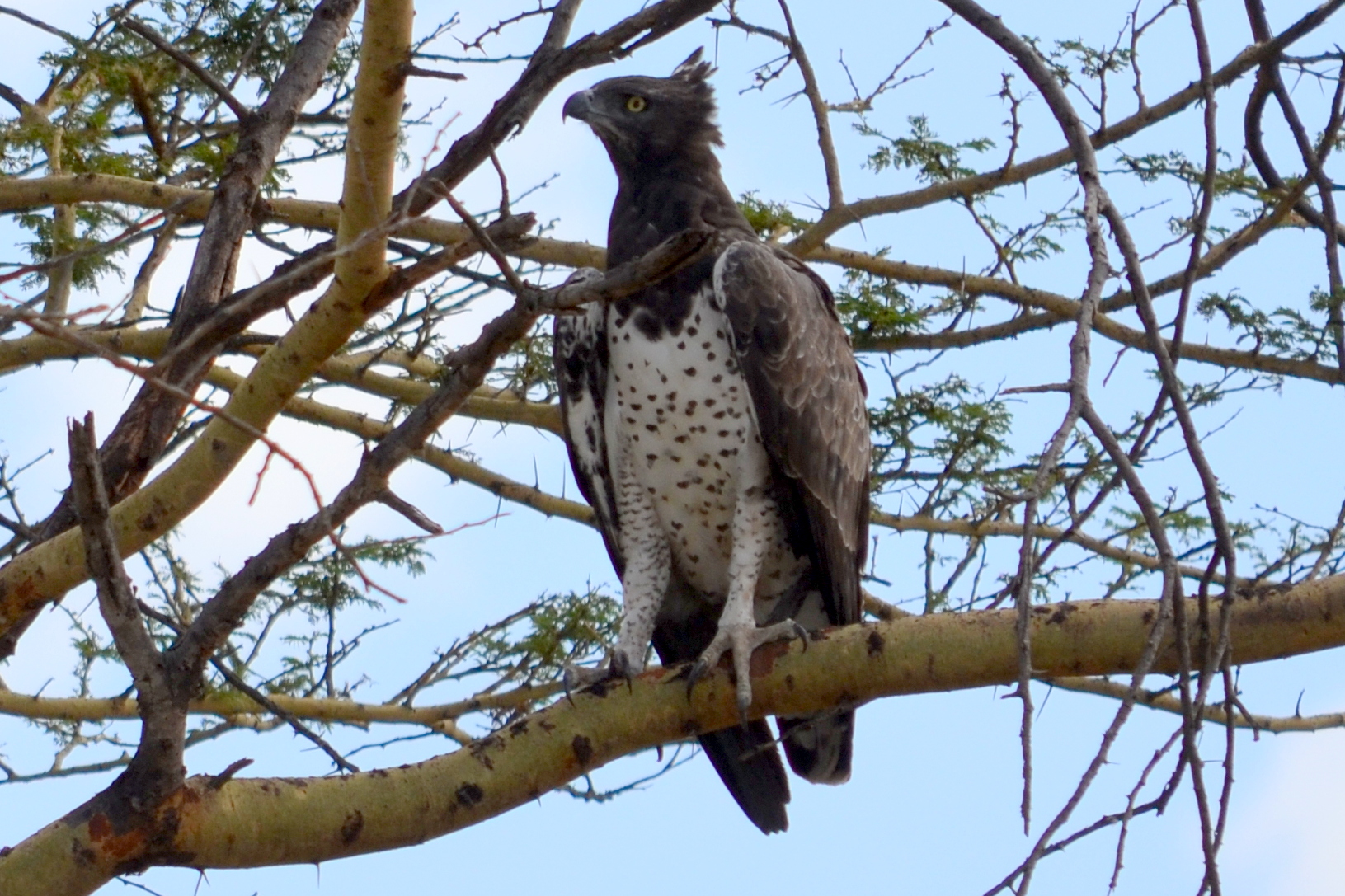 Martial eagle on Serengeti.JPG