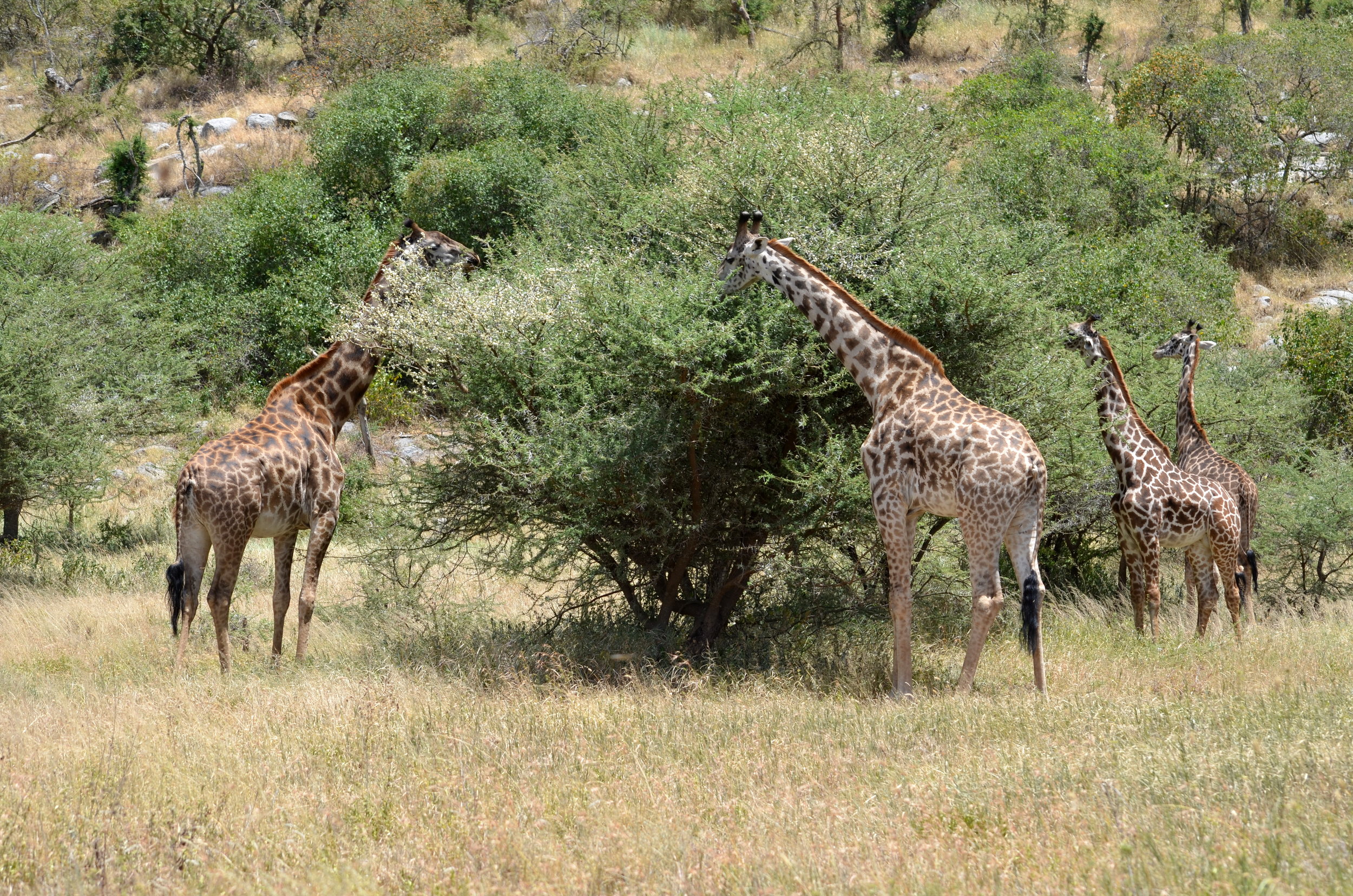 Giraffes on Serengeti.JPG