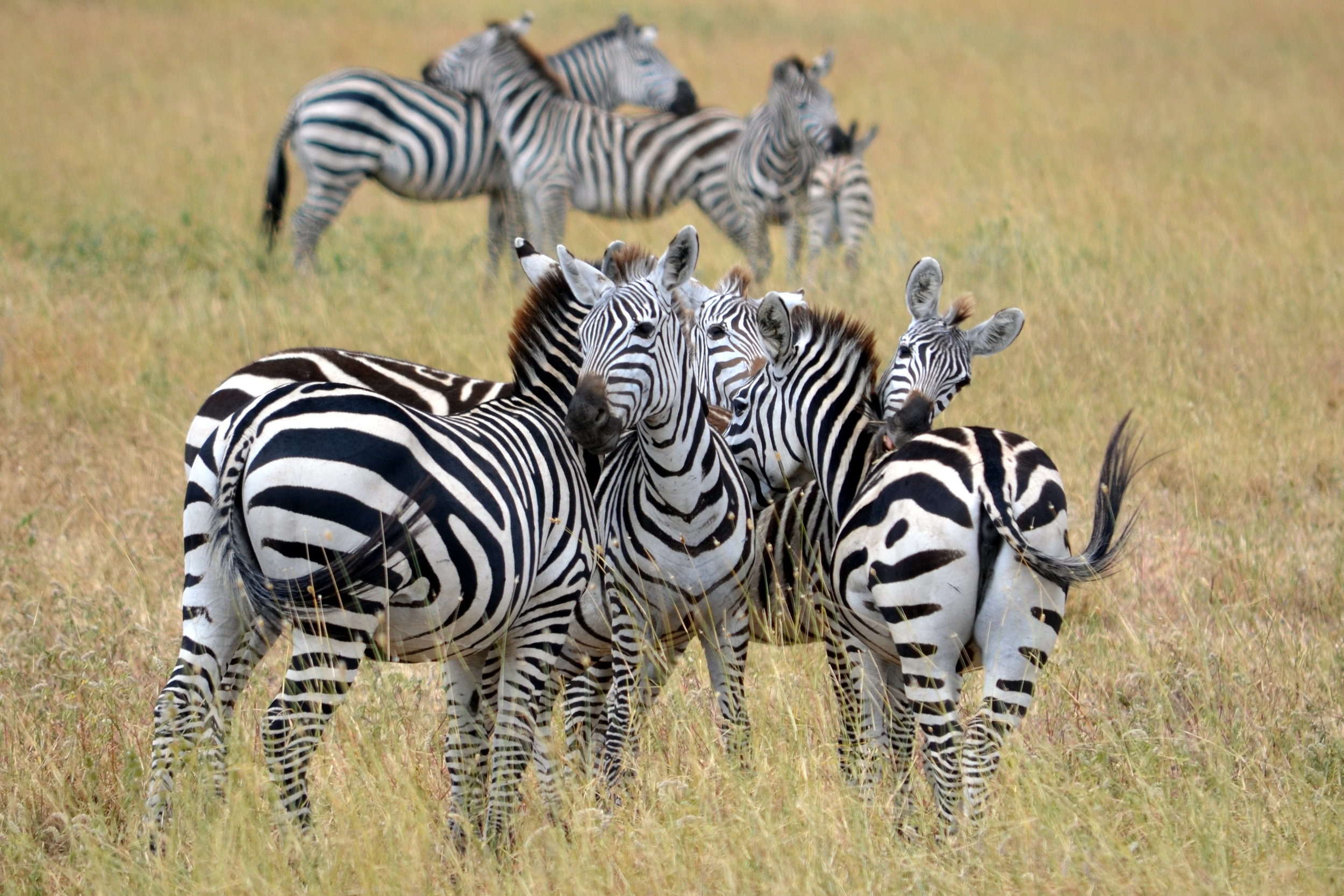 Zebra tangle on Serengeti.JPG
