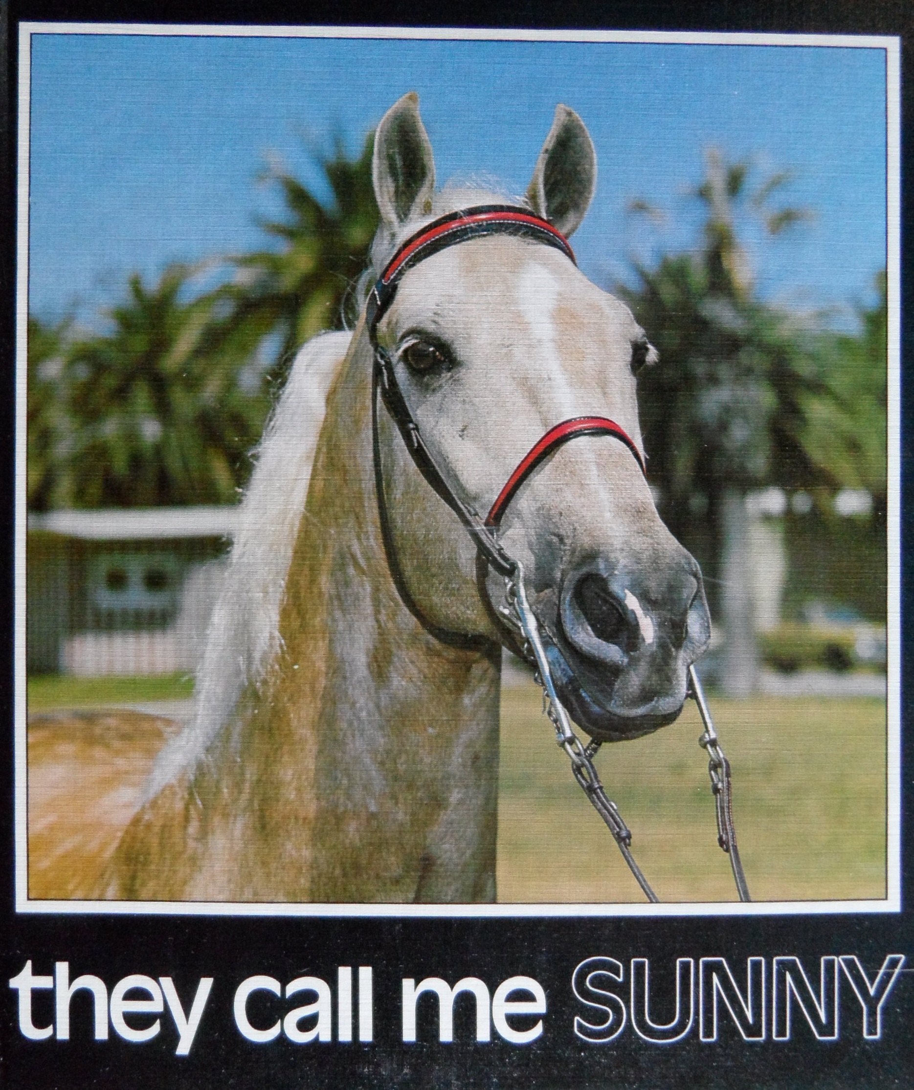 0 - they call me SUNNY.JPG