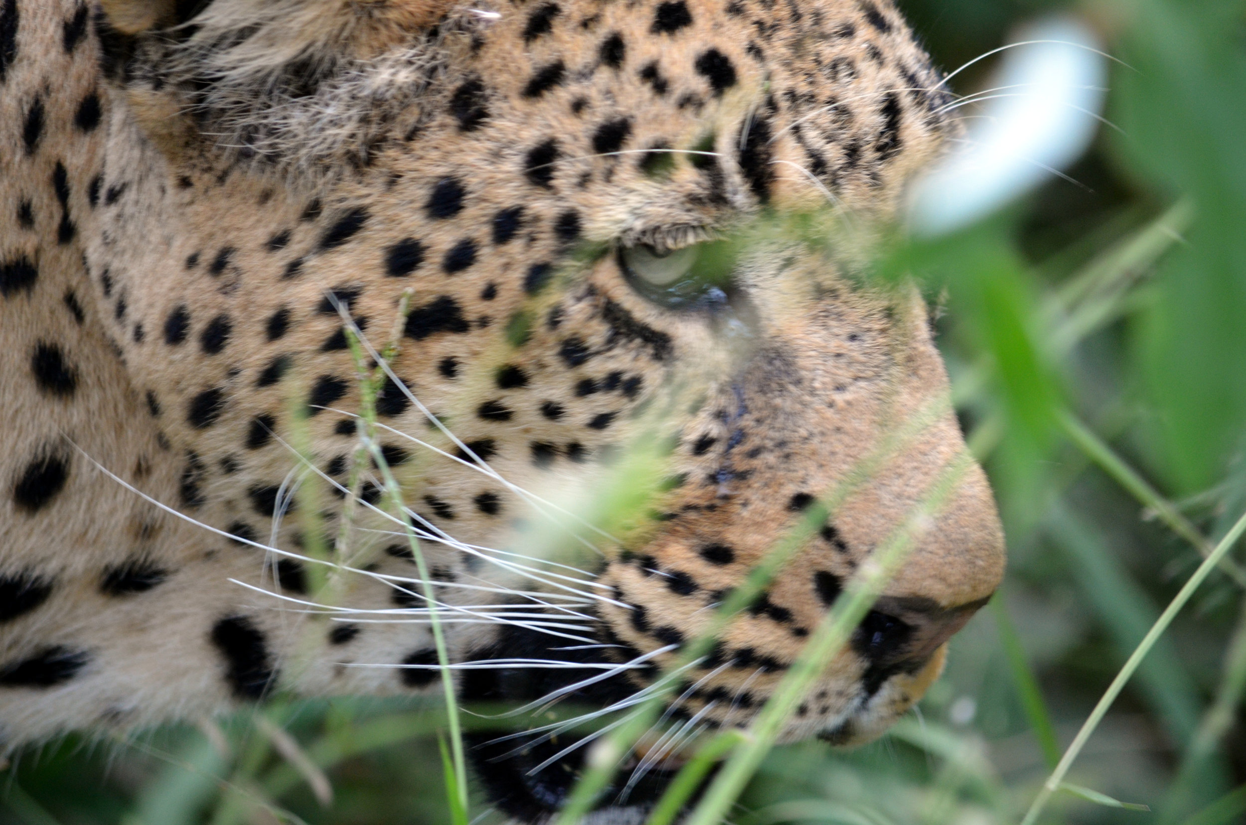 Chui - Swahili for leopard.JPG