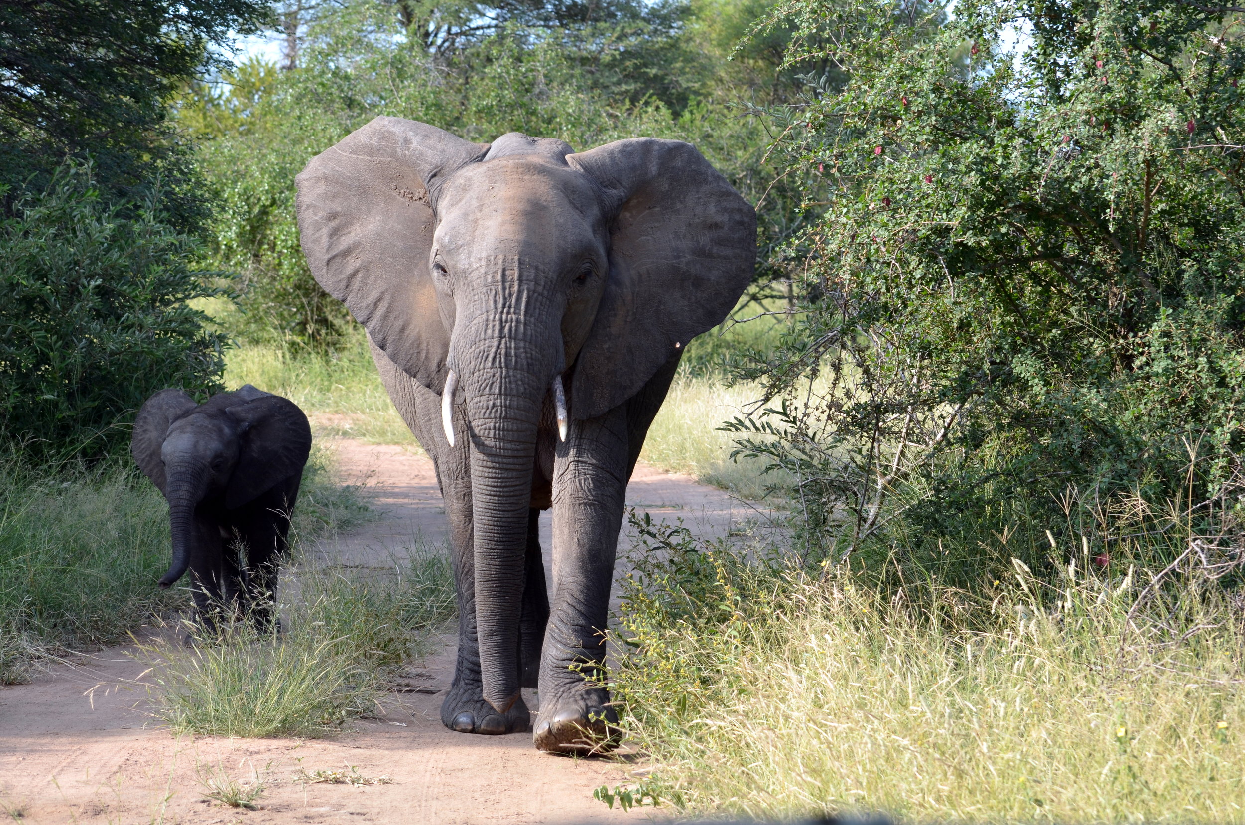 Elephant and calf in Manyara.JPG