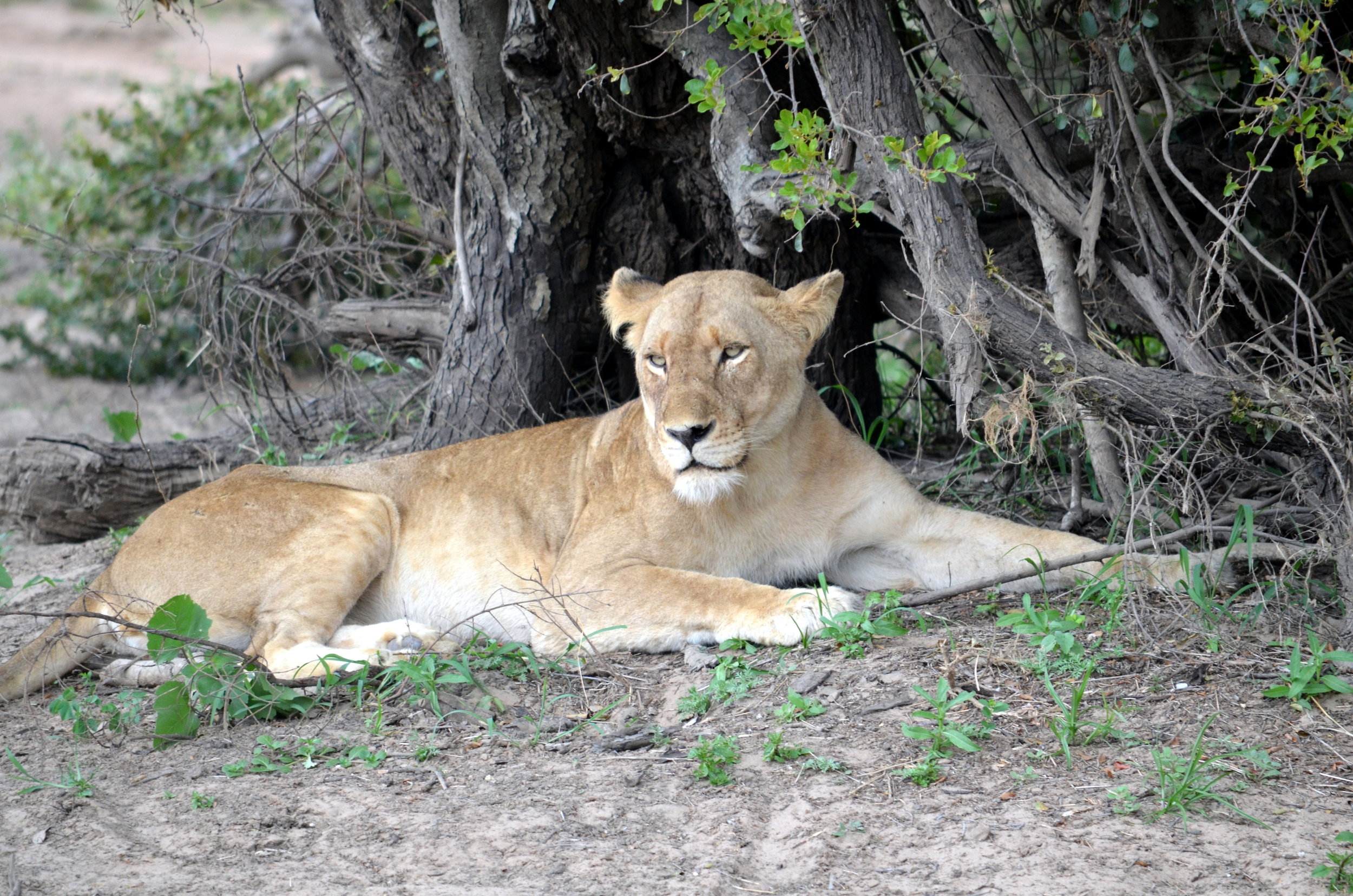 Lion in South Africa.JPG