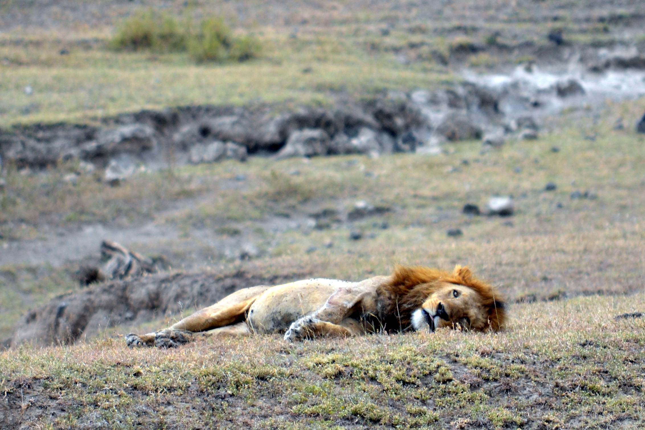 Lion in the Ngorongoro Crater.JPG