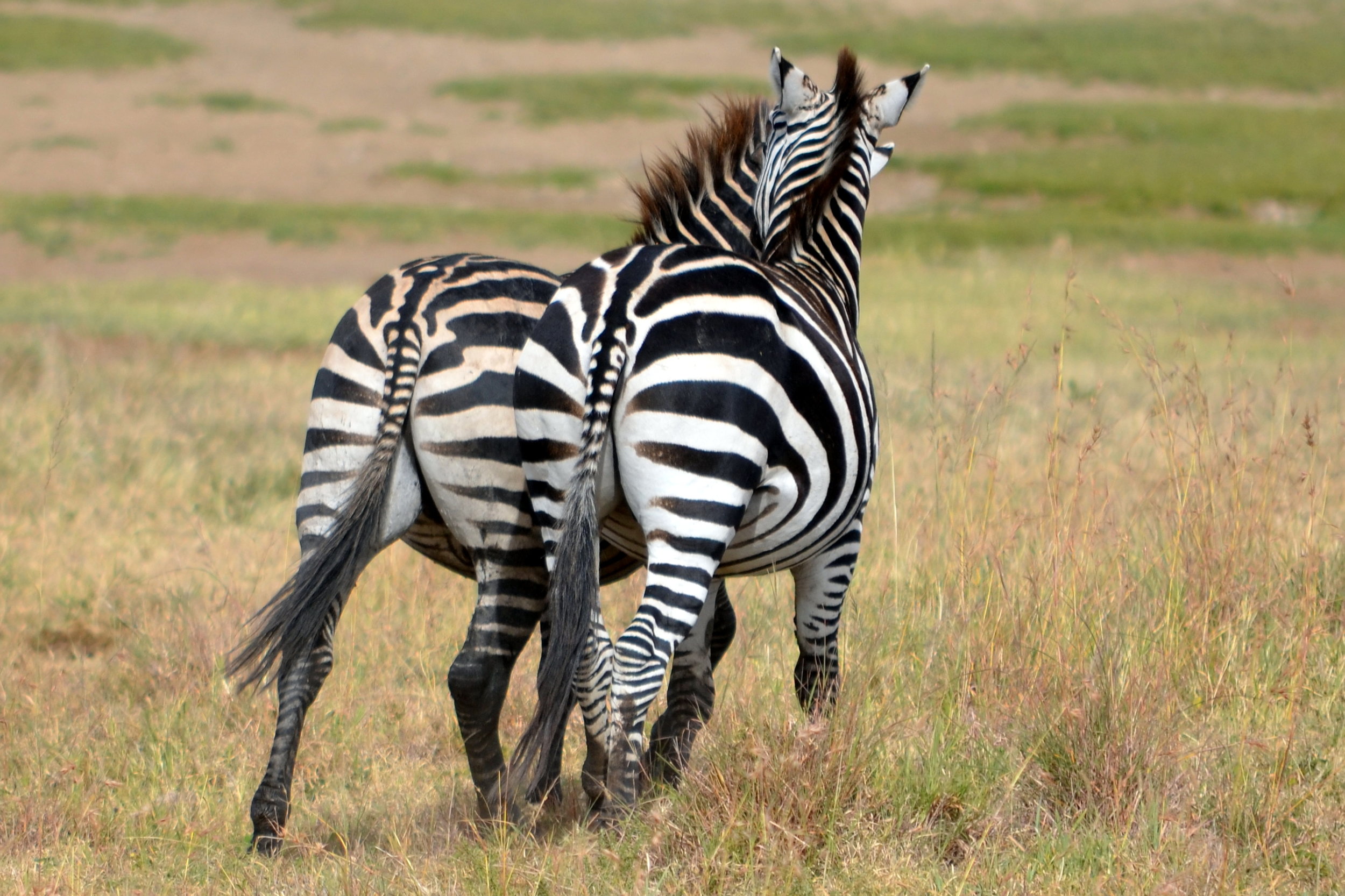 Zebra pair on the Serengeti.JPG