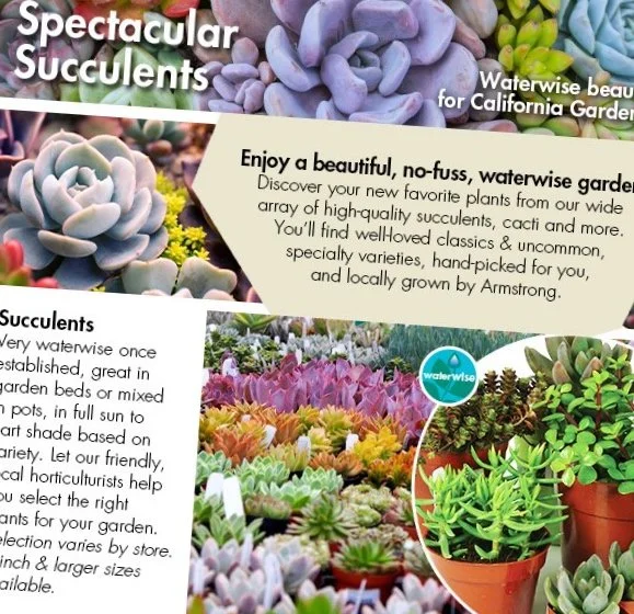 9-9-21-Thurs-succulents_01.jpg
