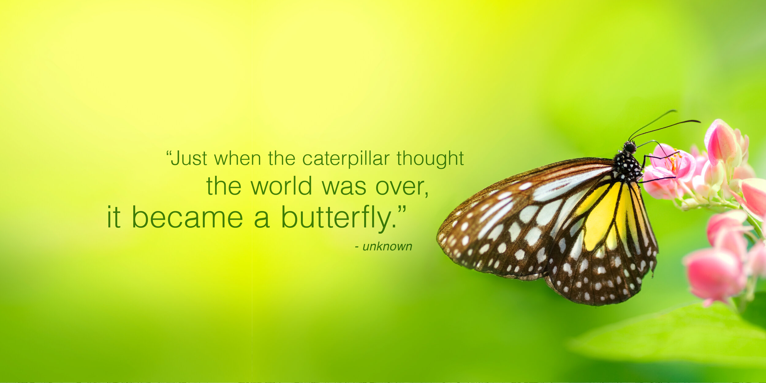 MCP_butterfly-3-13.jpg