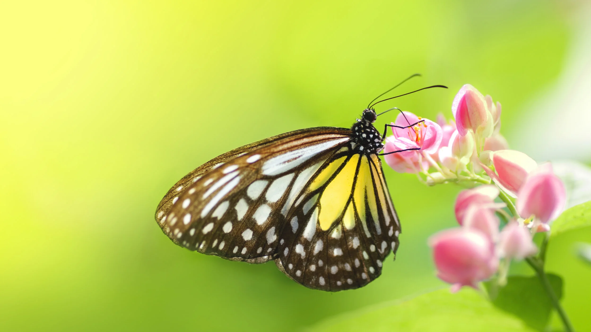 iStock-146720663 copy.jpg