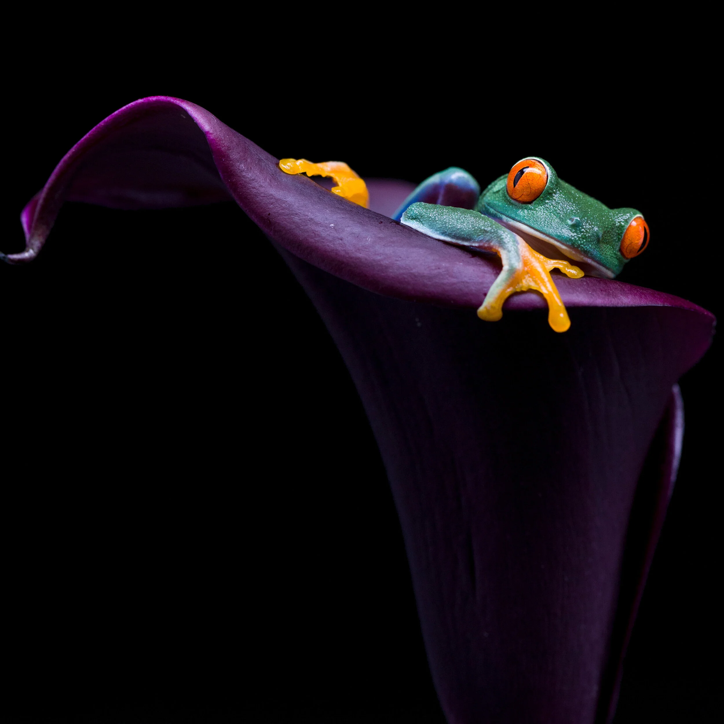 Gesucht: Die besten Makro Fotos 2021!