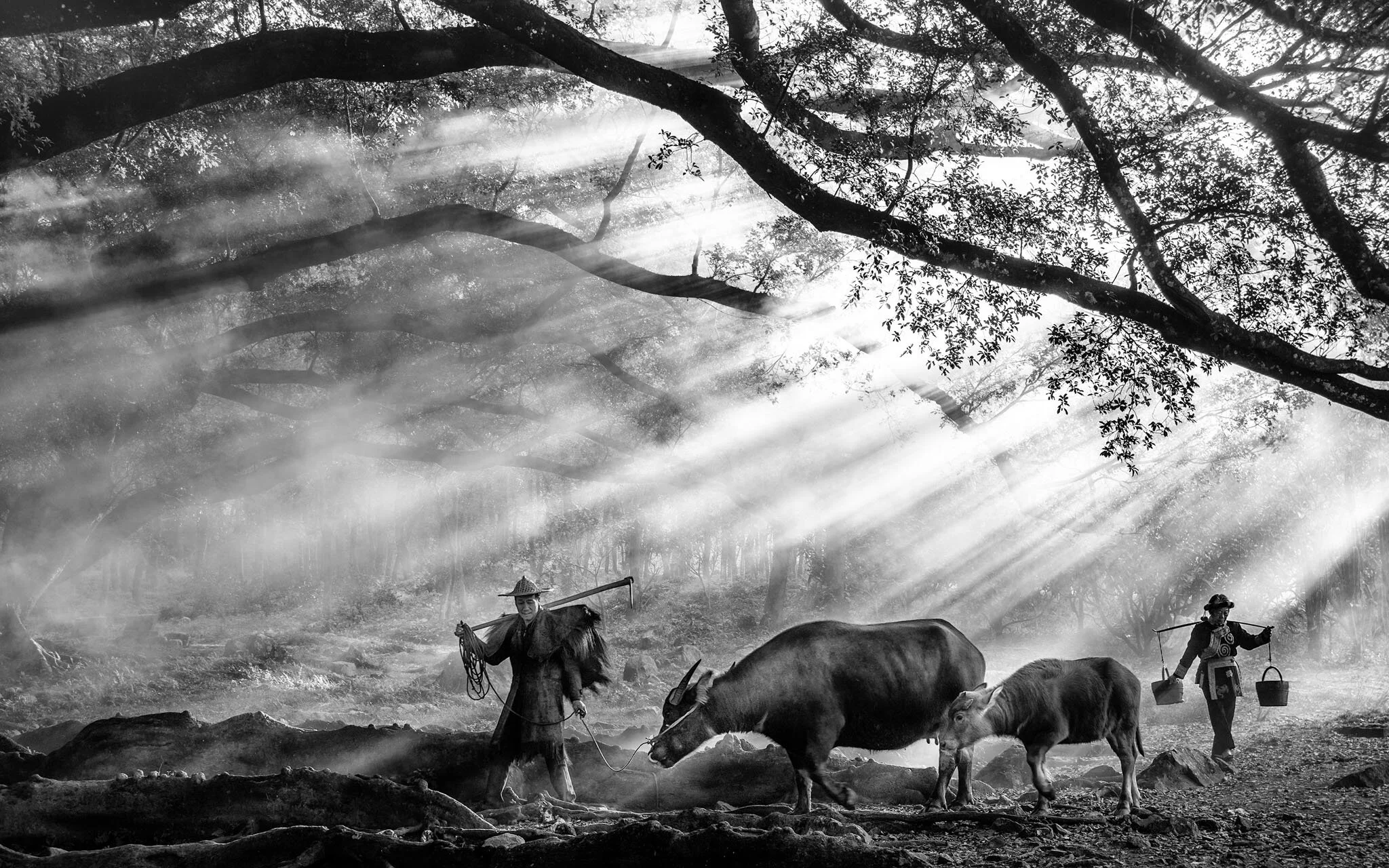 Teo Chin Leong Singapore Farmer and Buffaloes.jpg