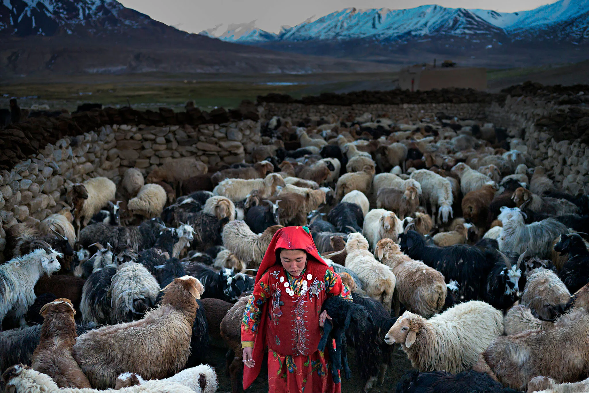 ducati nicola  Italy  My Red Pamir- Black Sheep.jpg