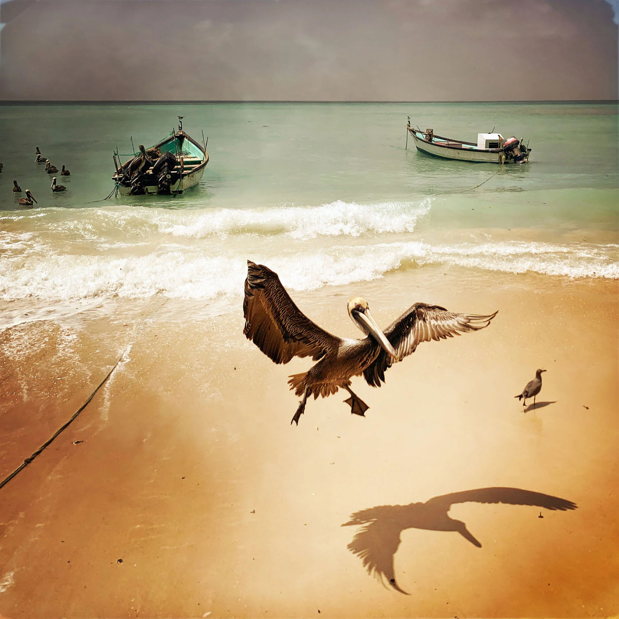 Mignon Christine  Austria  Pelican.jpg