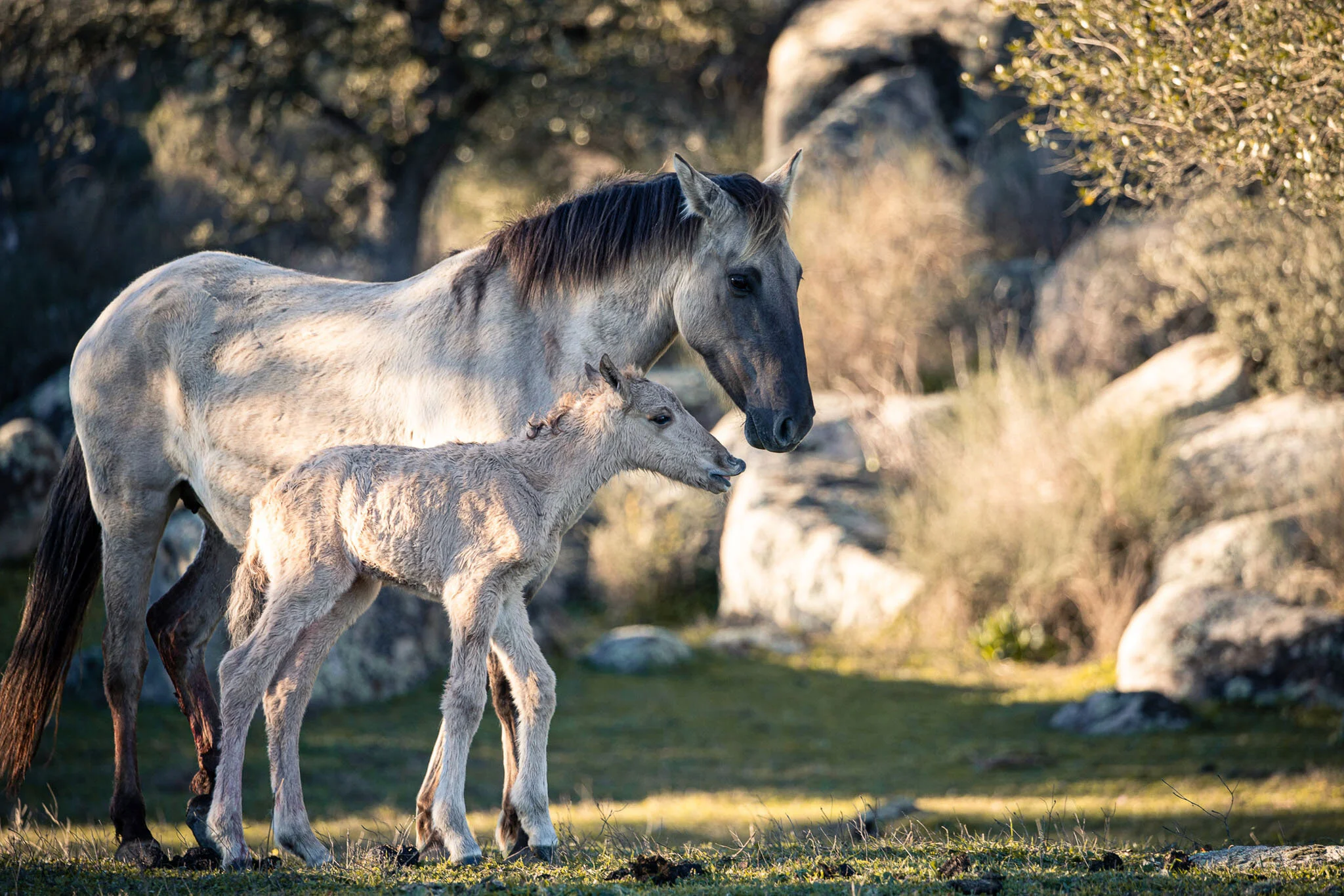 Zahorka Cécile  Germany  untitled.jpg