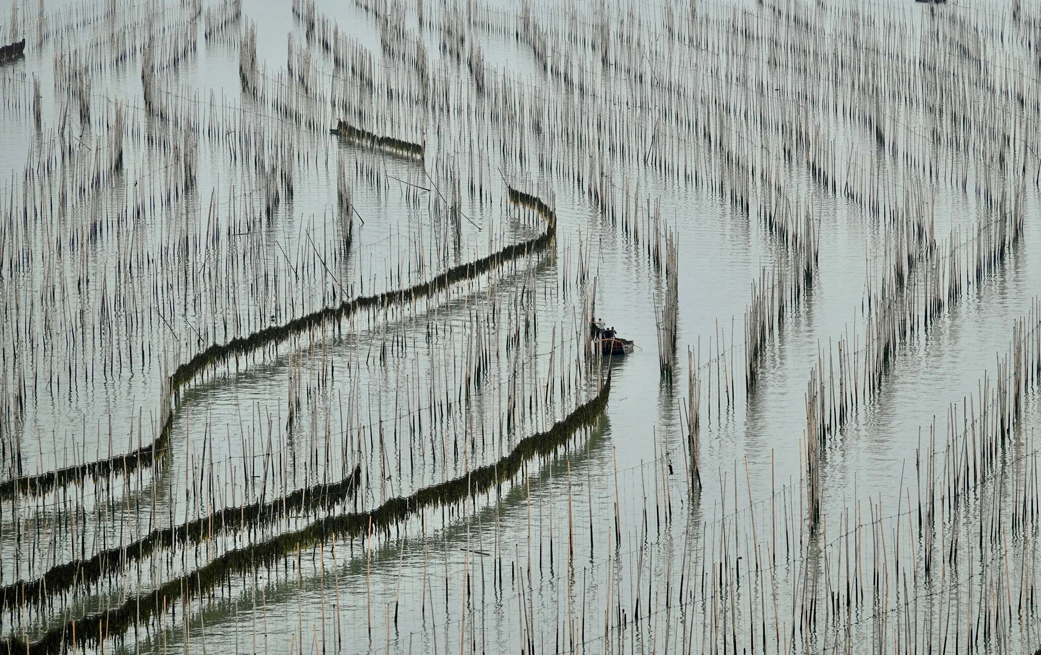 Zhang Raymond  China  Harvest at Laver Farm.jpg