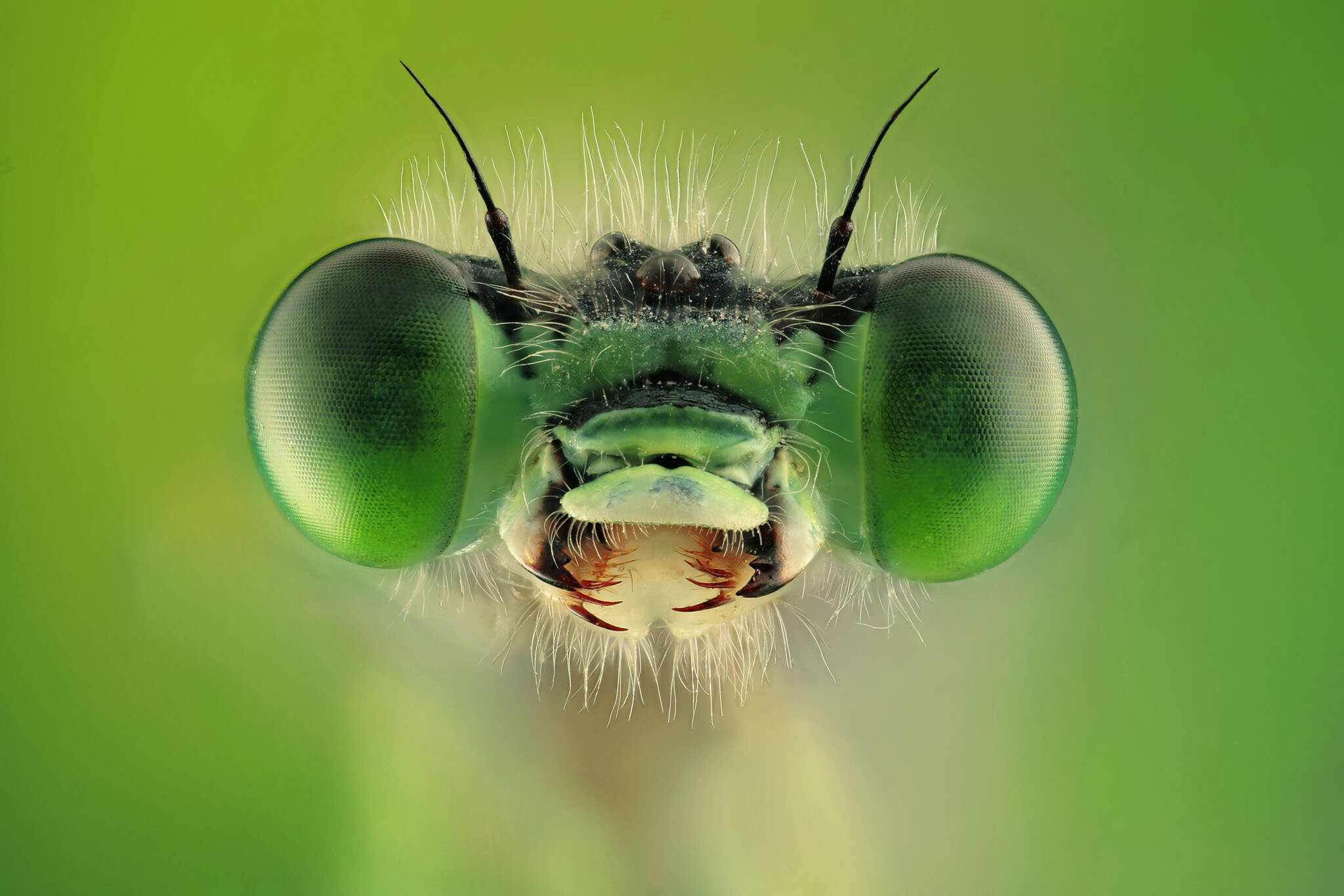 Die Shortlist der Finalisten des VIEPA 2021 Awards in der Sparte "Macro Photography" stehen fest! 