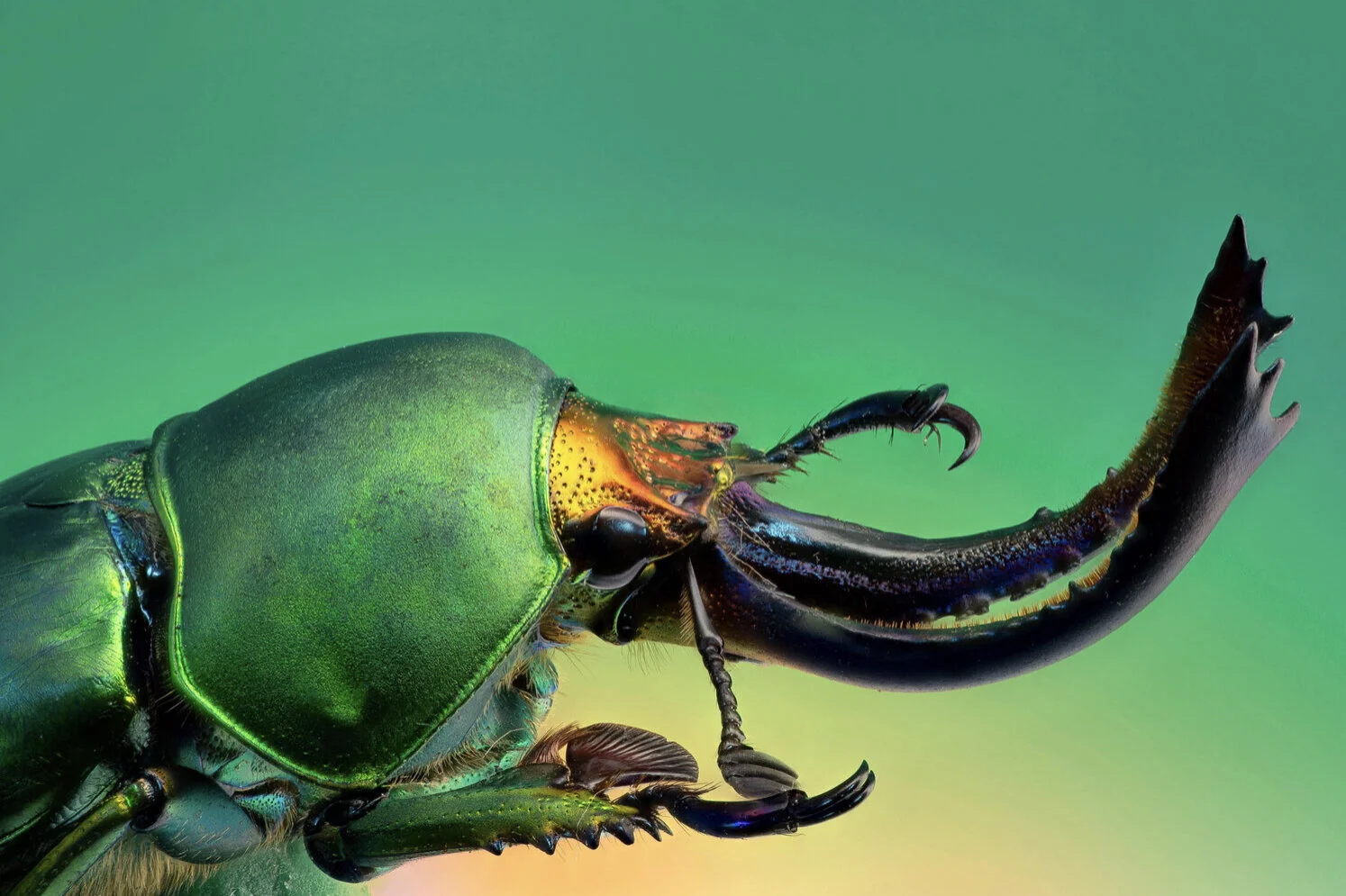 Macro Photography Winners - VIEPA 2021 Award