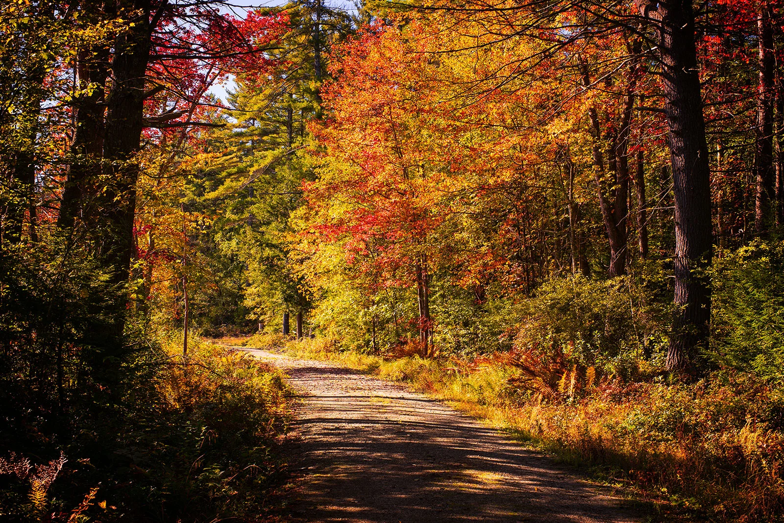 DSC03872_autumn-trail_lg.jpg