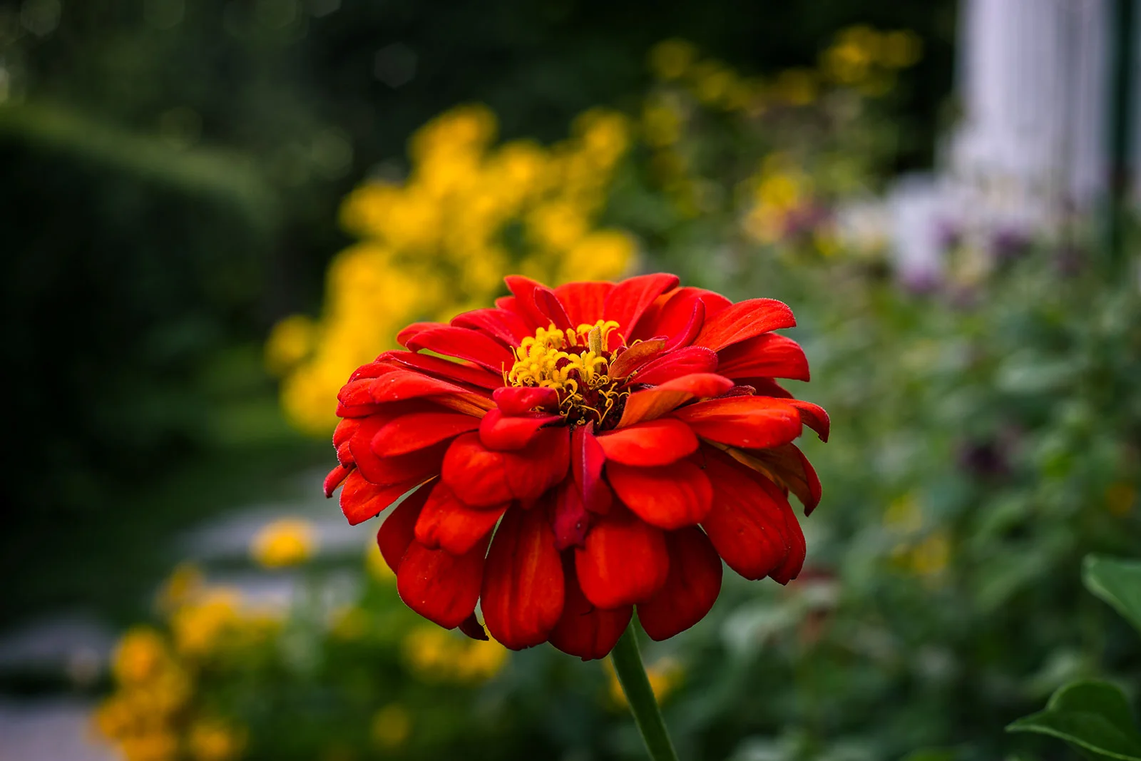 DSC05636-Garden-Star-99.jpg