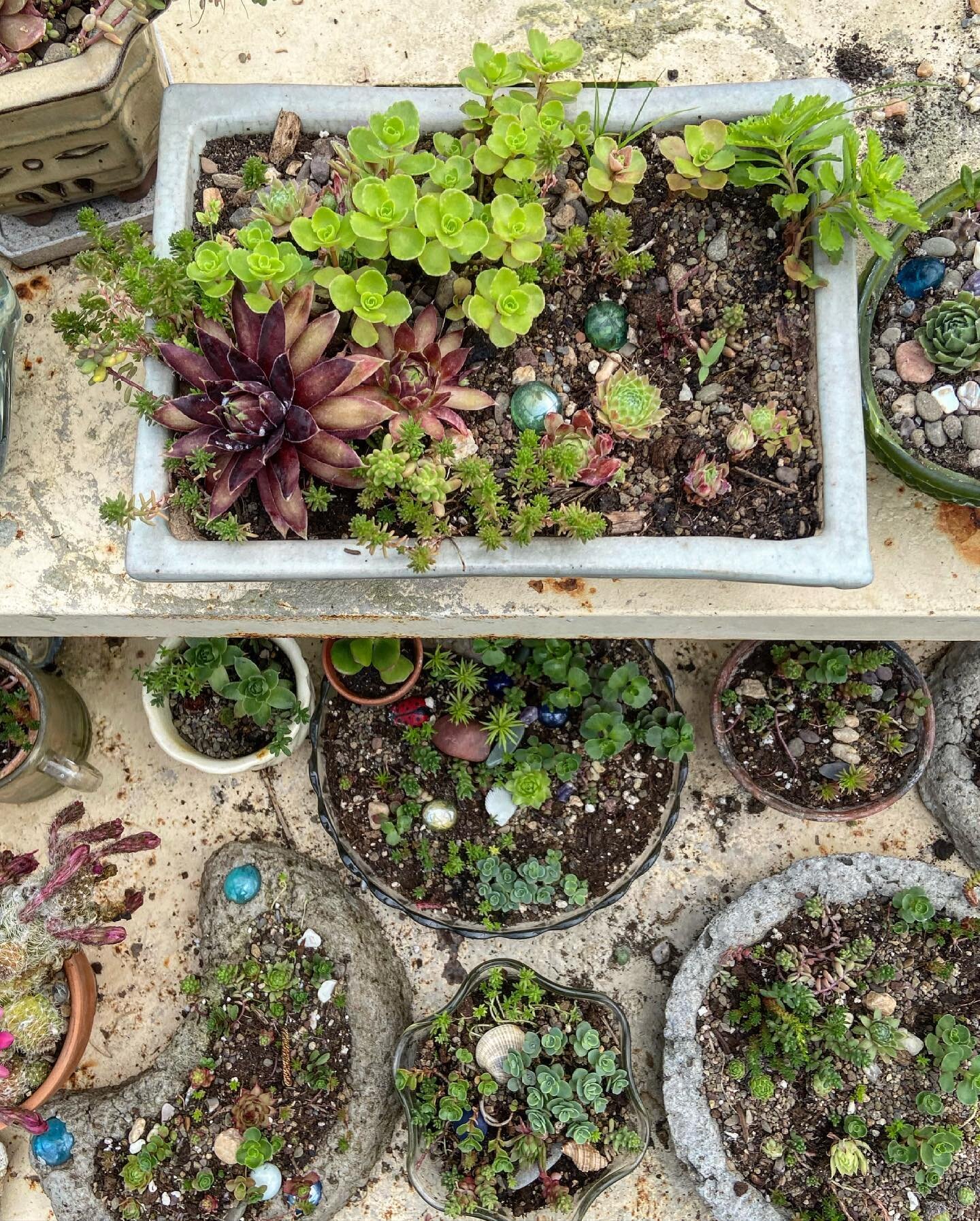Hens and chicks in hypertufa planters - a porous, homemade planter molded from a mix of peat moss, cement, and sand. We love offering this as a workshop and hope to plan one soon!

#farmerflorist #grownnotflown #hypertufa #statecollegepa #statecolleg
