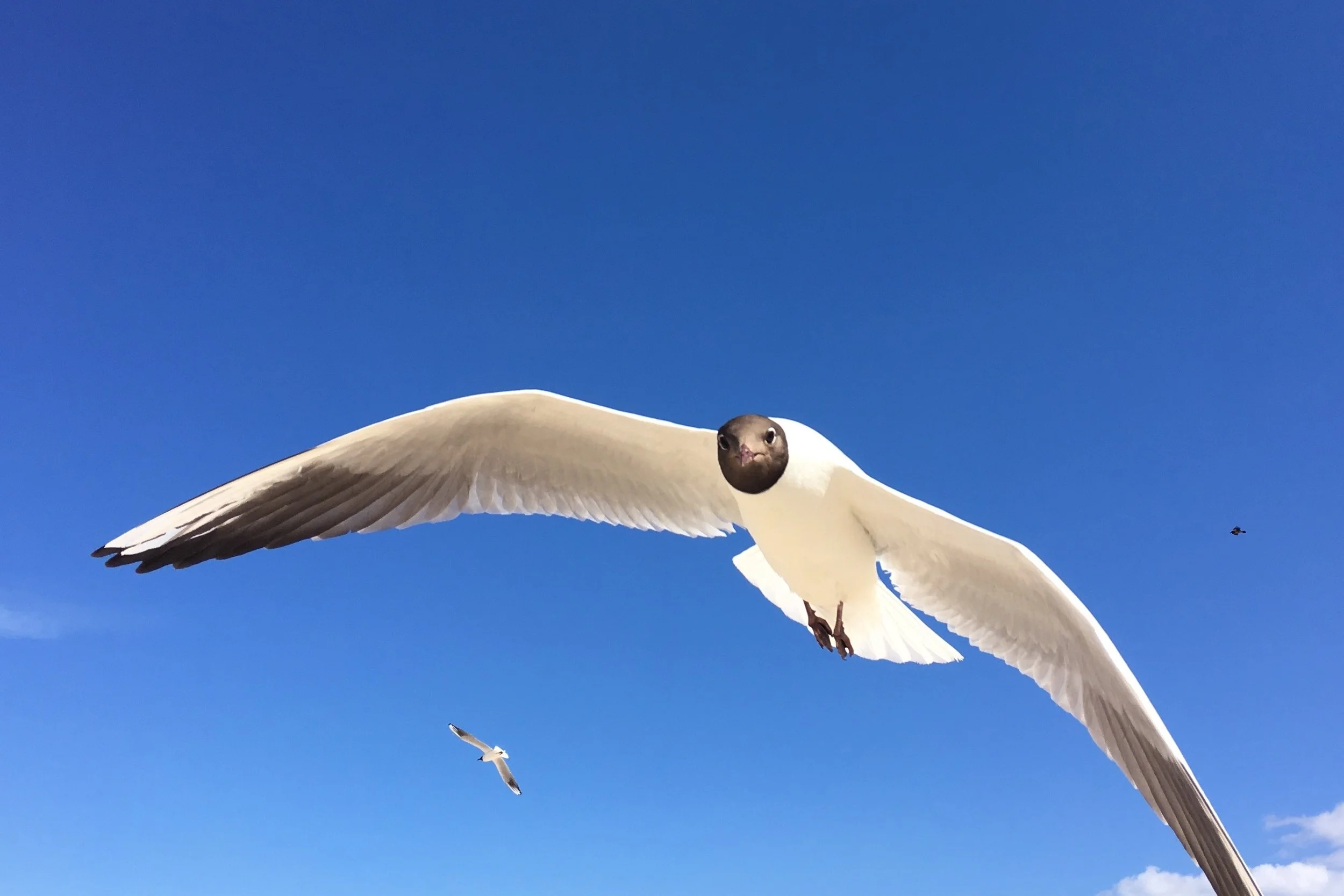 Freedom and Responsibility in action. Photo: H.L. Maibom: Jurmala, Latvia 2018.
