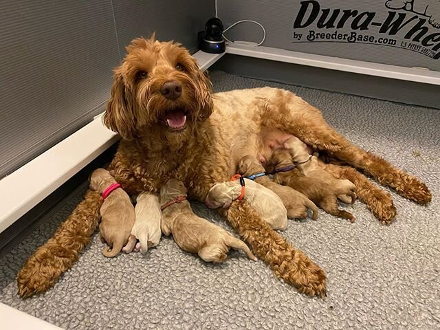 They’ve arrived! First-time momma Jordyn had seven healthy babies between 11:30 last night and 4:30 this morning. We’re all tired (especially Jordyn!) today, but we’re tired with seven sweet puppies. 💕🐾 This litter is closed.
.
.
.
.
.
 #instagramd