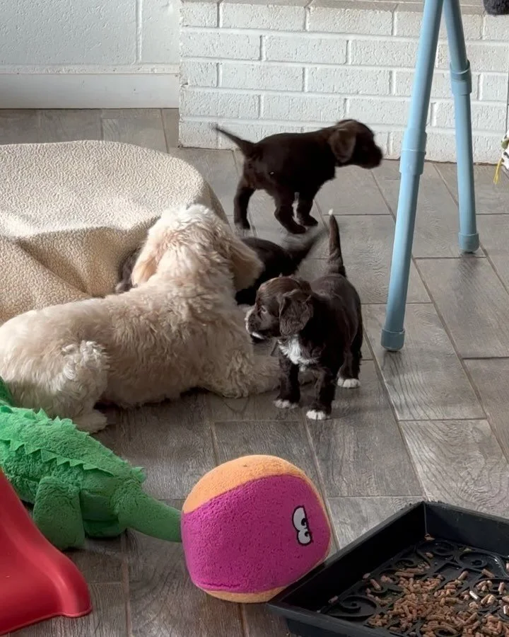 Welcome back, Scout! This sweet mini is a light caramel, and she&rsquo;s back on Lupine Lane to have her next litter. We expect three puppies this week! They will be ready to go home the weekend of October 19th. Reservations are open.

This is a vide