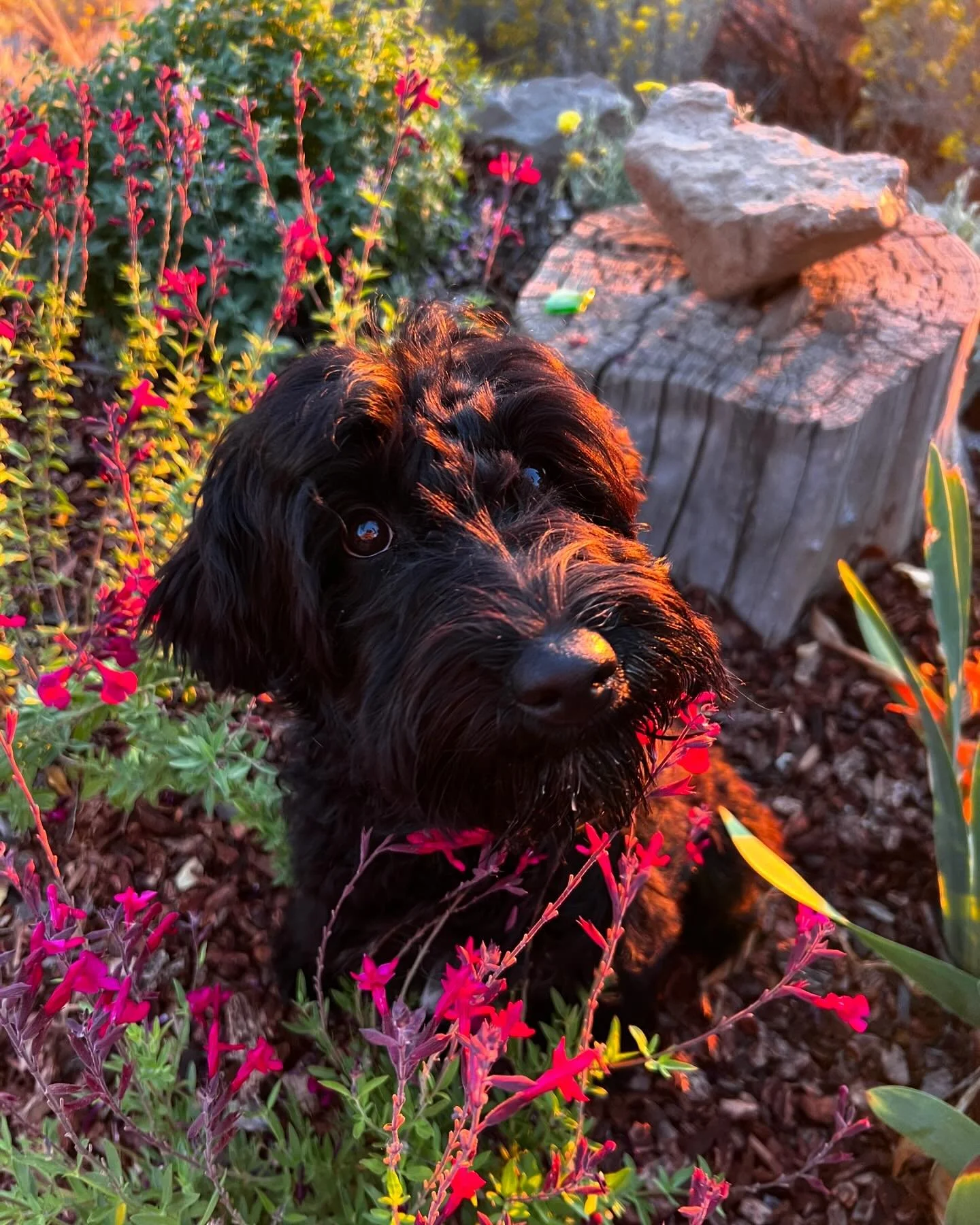 Chappell is smart, fun, cuddly, and loves a good ice cube. If you&rsquo;re looking for a puppy who is potty trained, crate trained, and trained in general, Chappell could be perfect for you. Accepting applications ✨