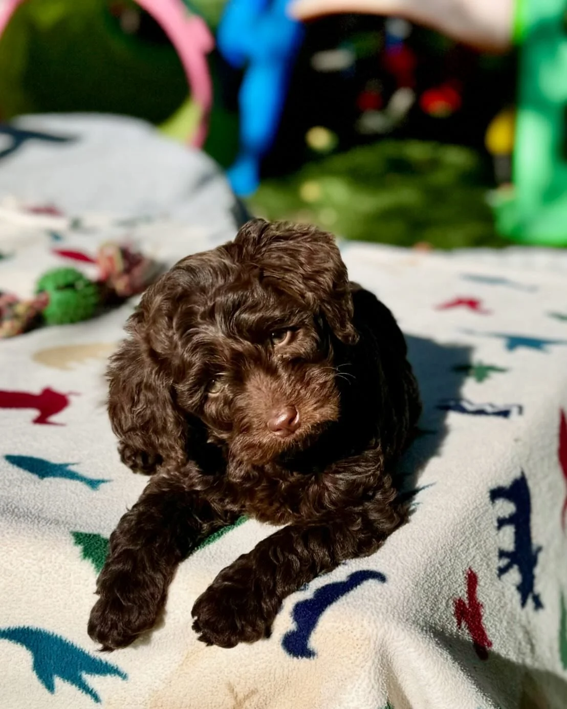 Have you met Jessie? She&rsquo;s smart, funny, and loves a belly rub. She is a chocolate mini, and is available for adoption. ❤️🐾