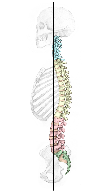 The Midline & the Plumbline: Finding Your Center