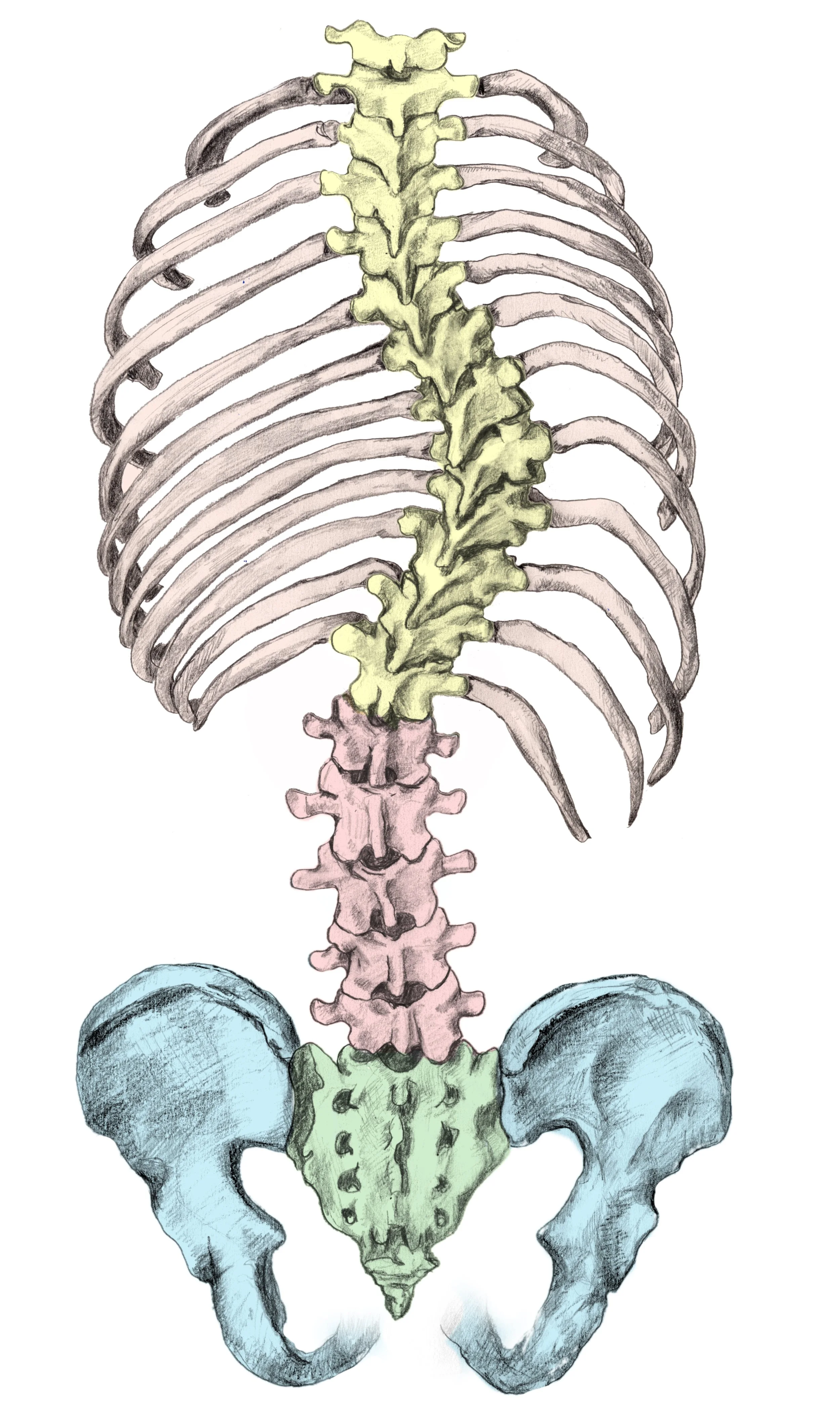 Seeing Back Problems &amp; Scoliosis Through the Lens of Experiential Anatomy
