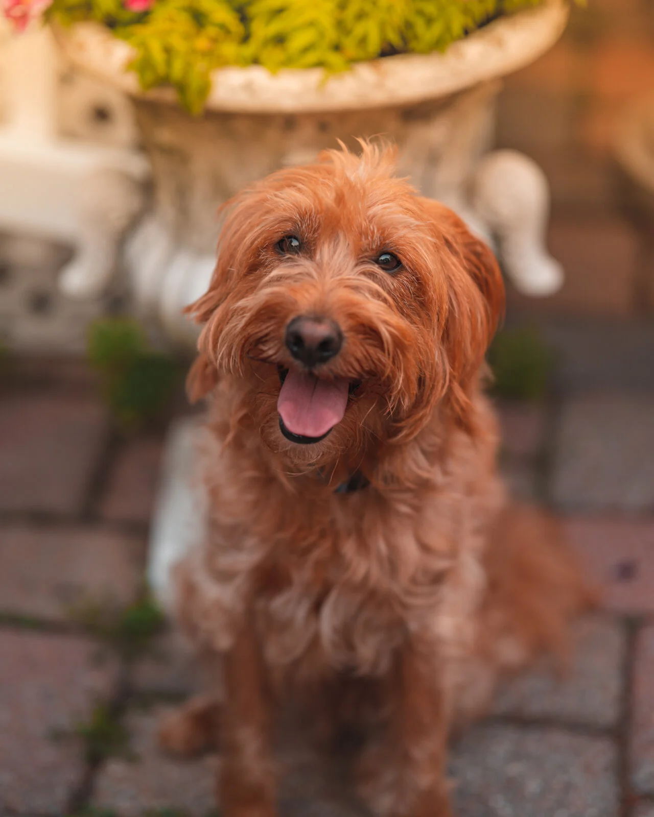 doggo1.jpg