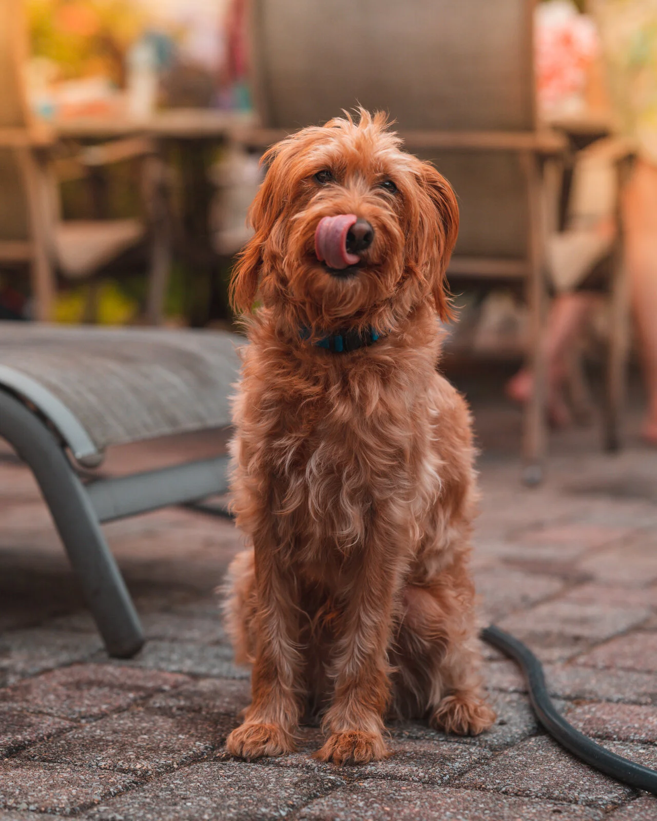 doggo2.jpg
