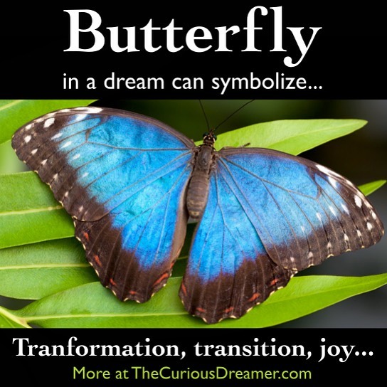 A butterfly in a dream can symbolize (as described at TheCuriousDreamer.com): Transformation, transition, phases; carefree joy. Perhaps you have come through a transition (as a caterpillar transforms into a butterfly), or perhaps transition is signif