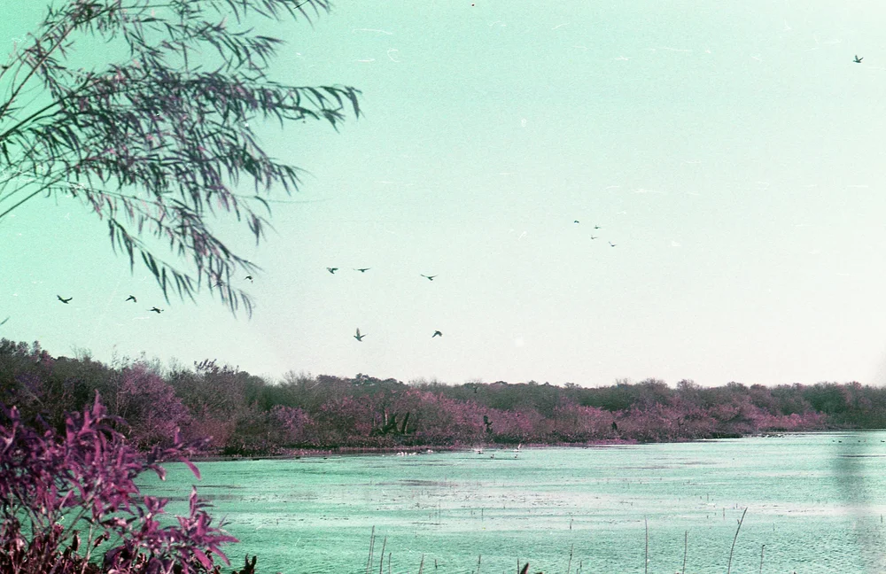 lomo270.jpg