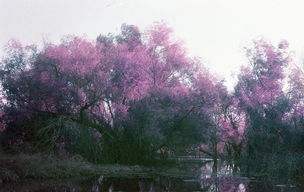 lomo278.jpg