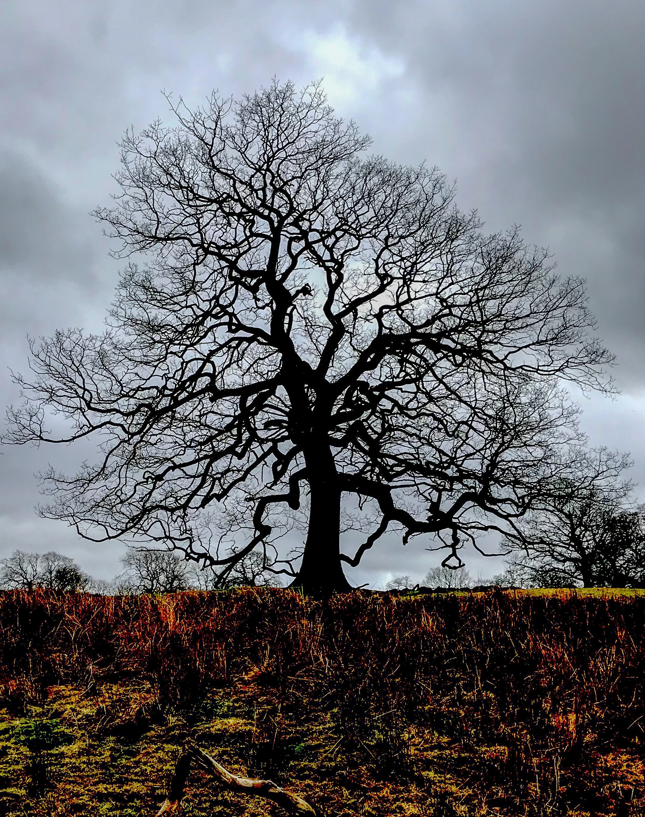 Winter Tree at Fewston Reservoir