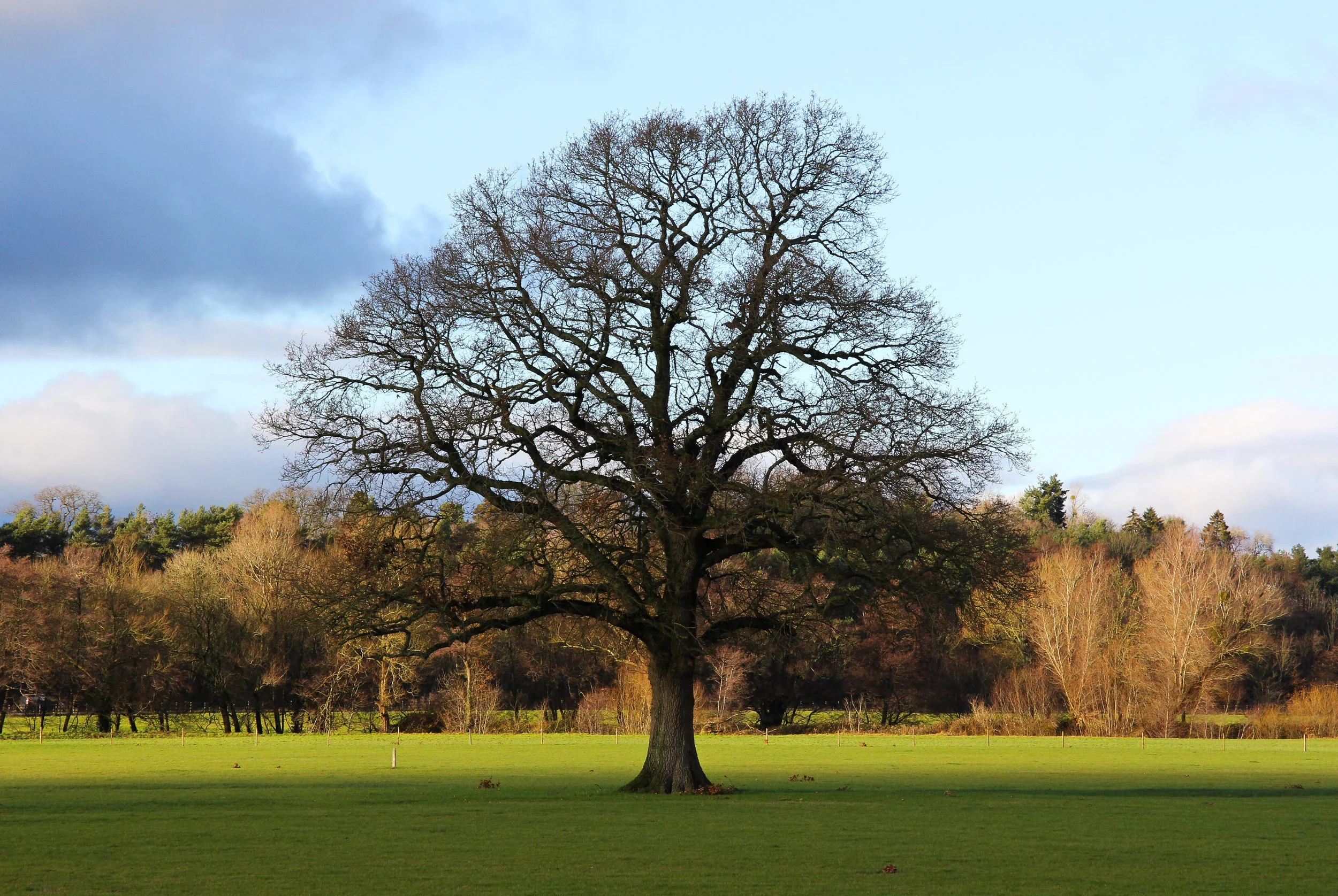 Tree at Usk Showground, Wales.