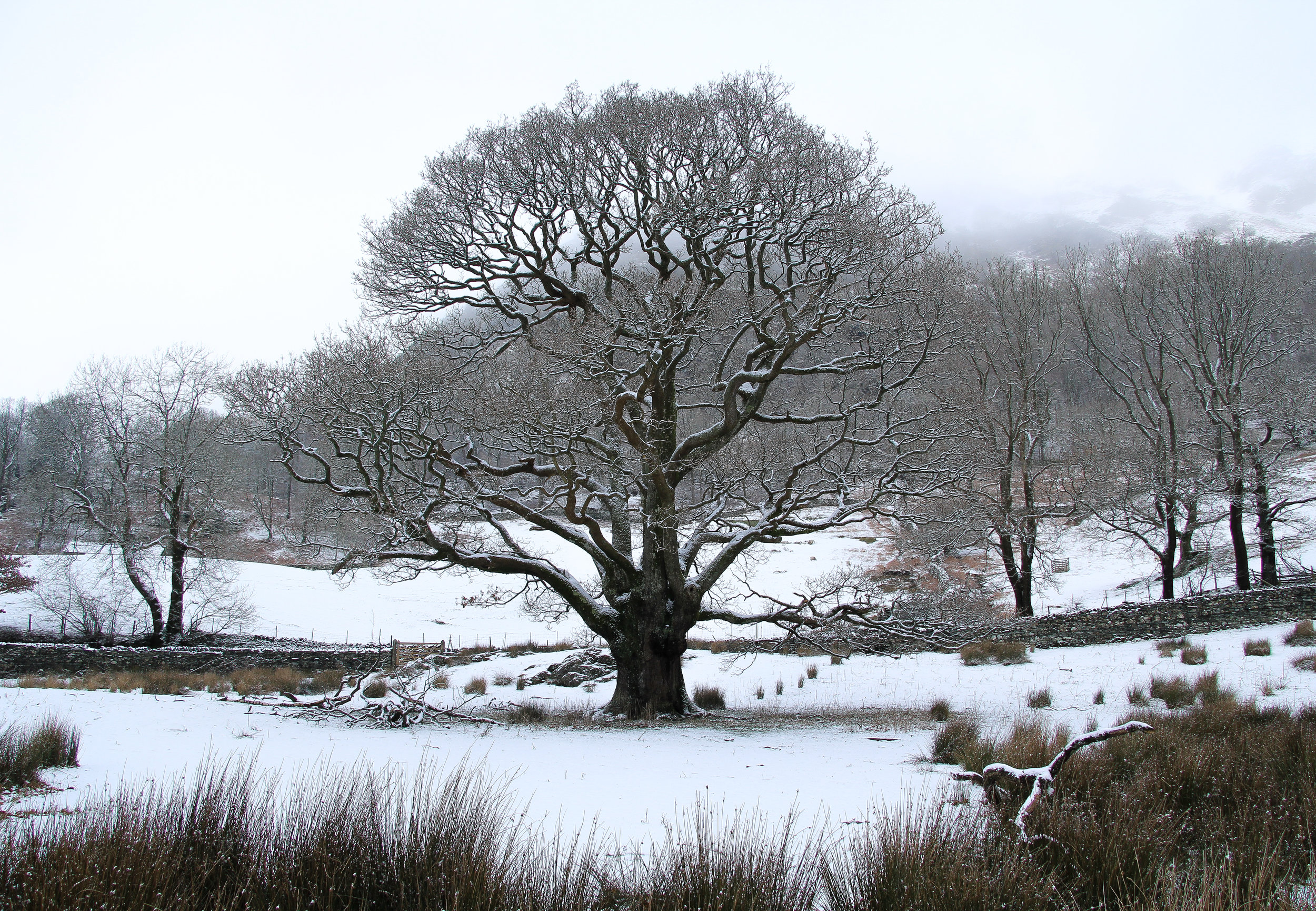 Snow Tree at Rydal Water