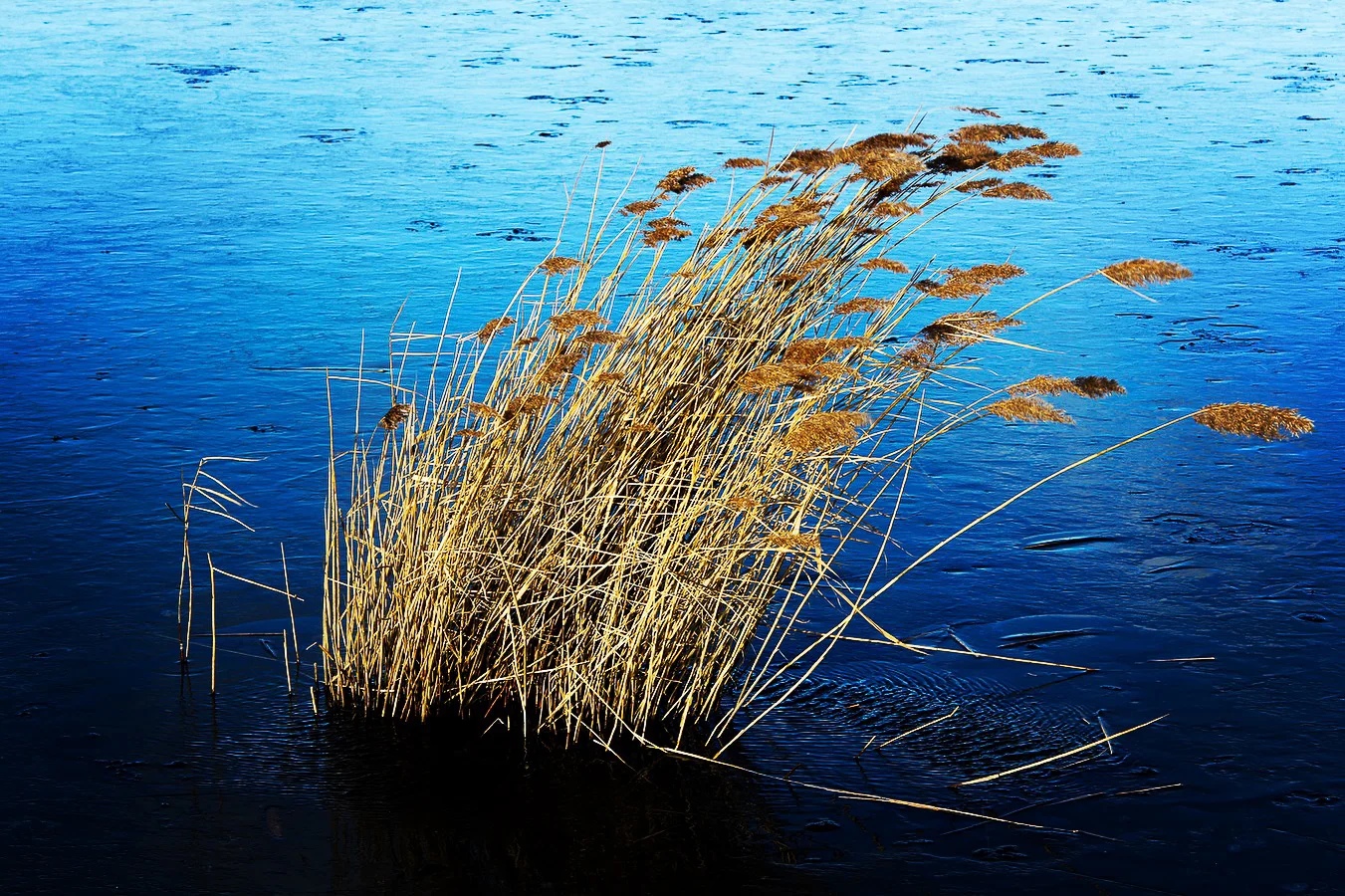 Reeds in Icy Water