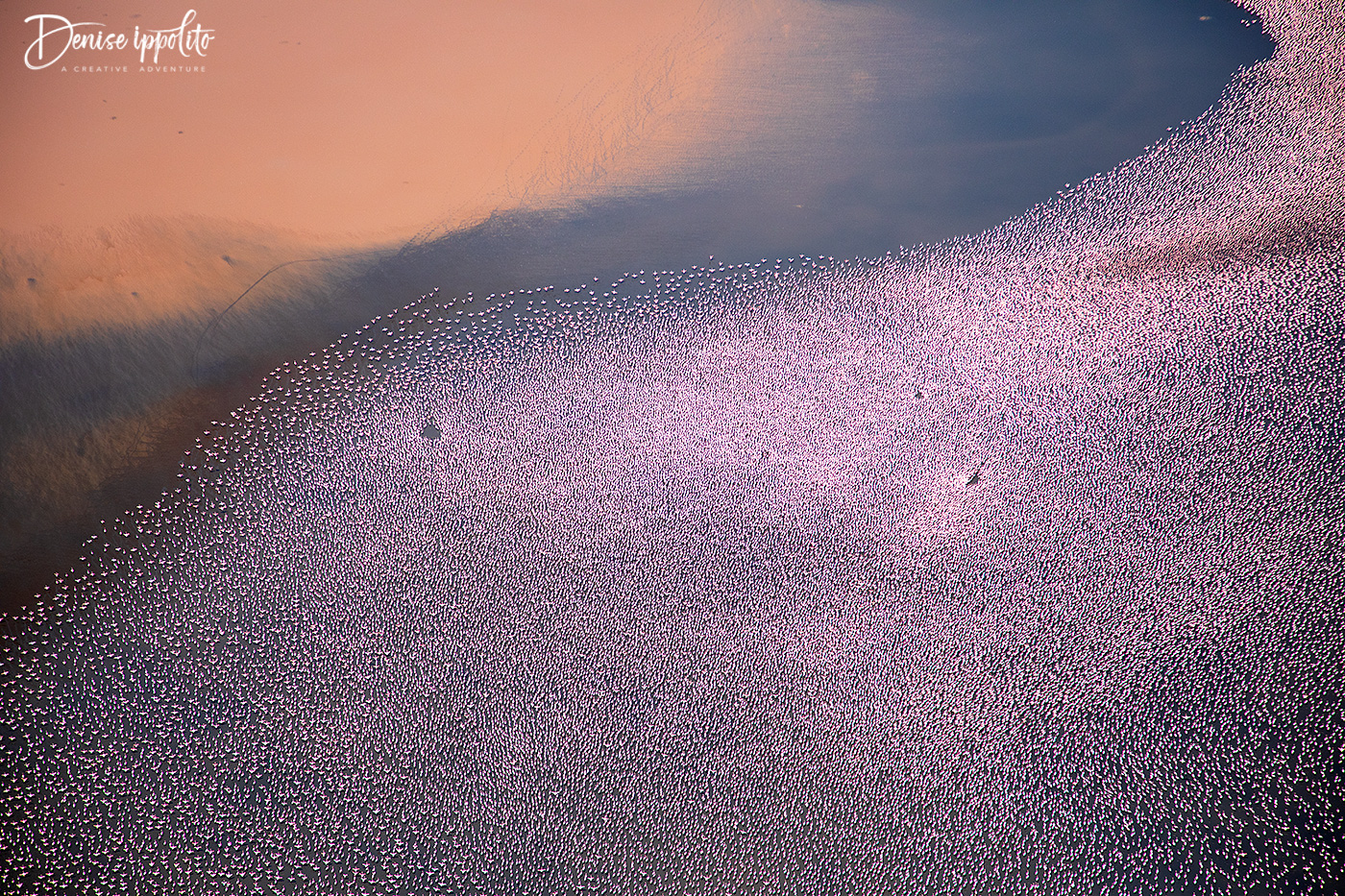 Flamingos, Kenya