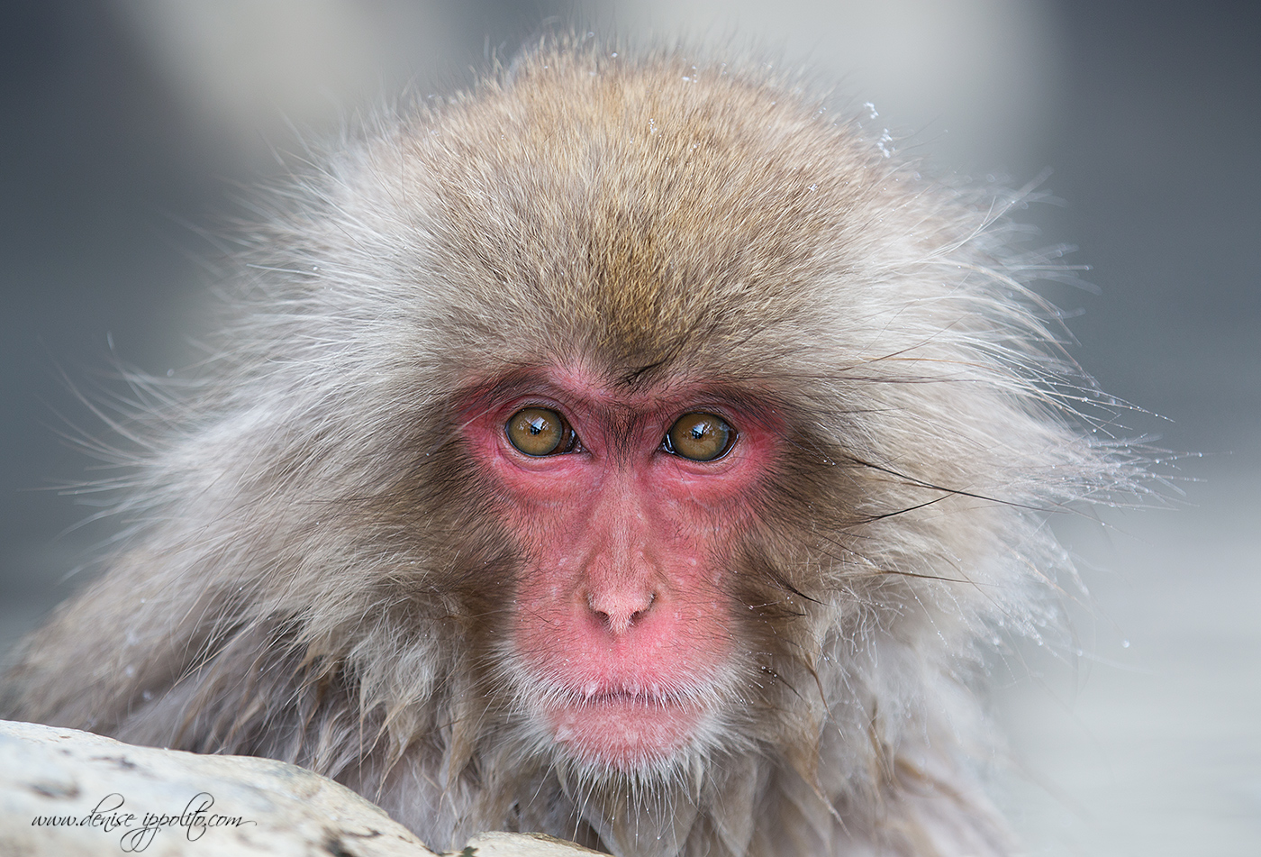 Snow Monkey, Japan