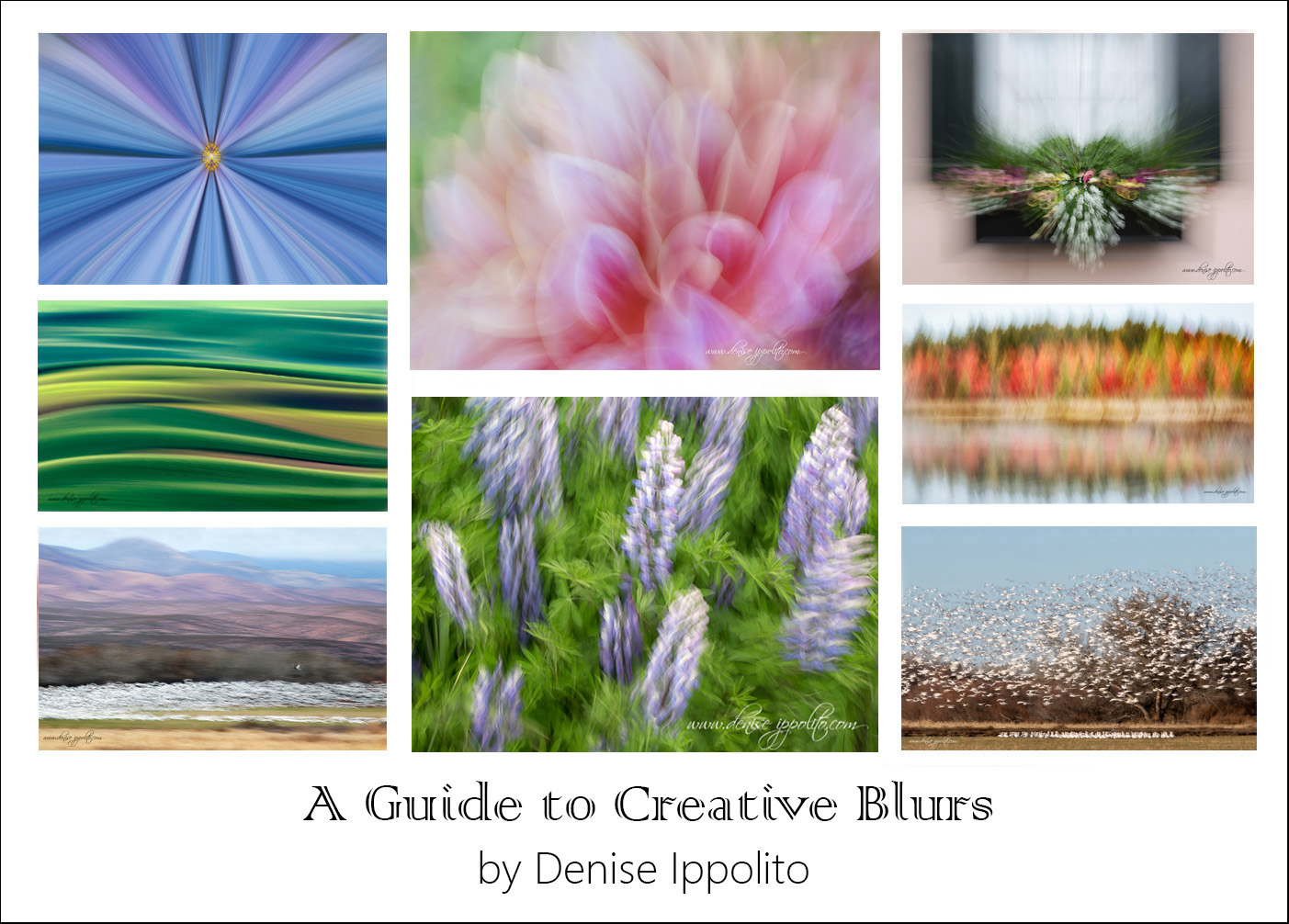 Infrared Fun — A CREATIVE ADVENTURE photography by denise ippolito