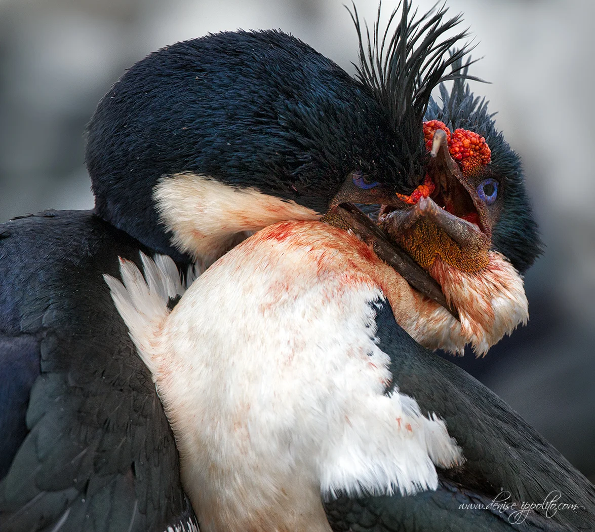 _W3C0498Bleaker-Island,-Falklands.jpg