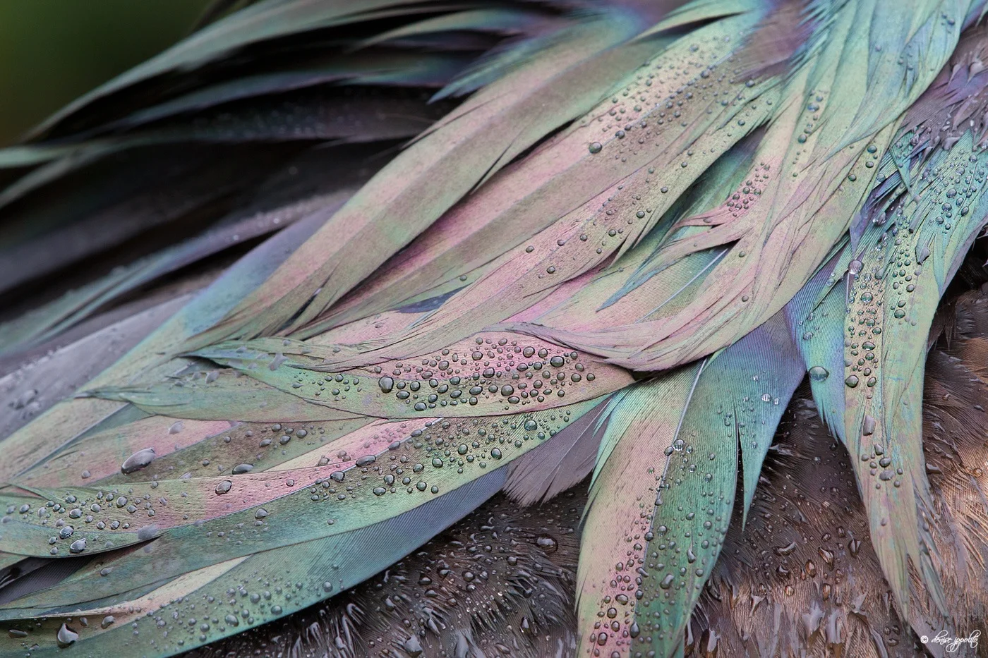 Frigatebird Feathers, Galapagos, 2015