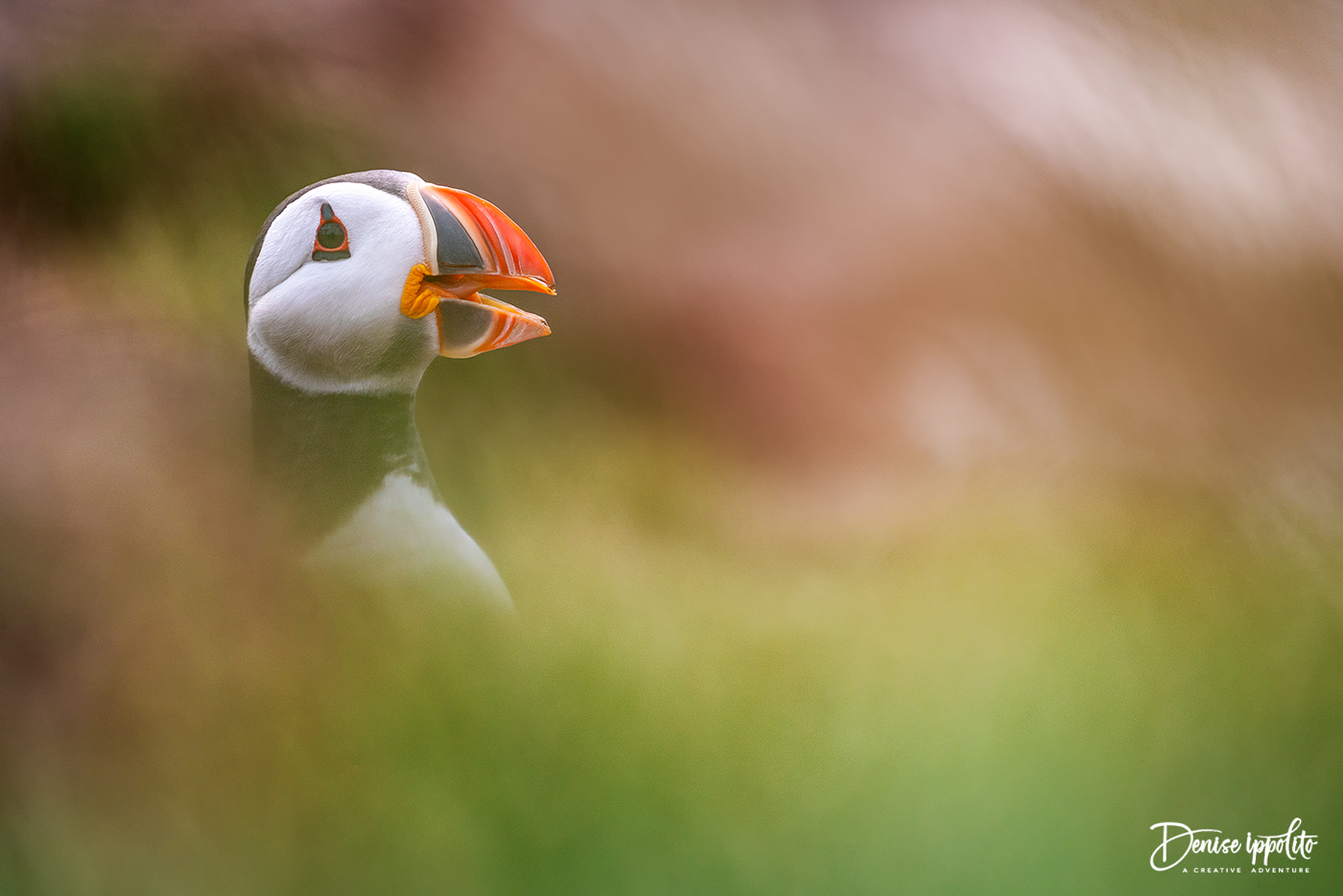 Atlantic Puffin